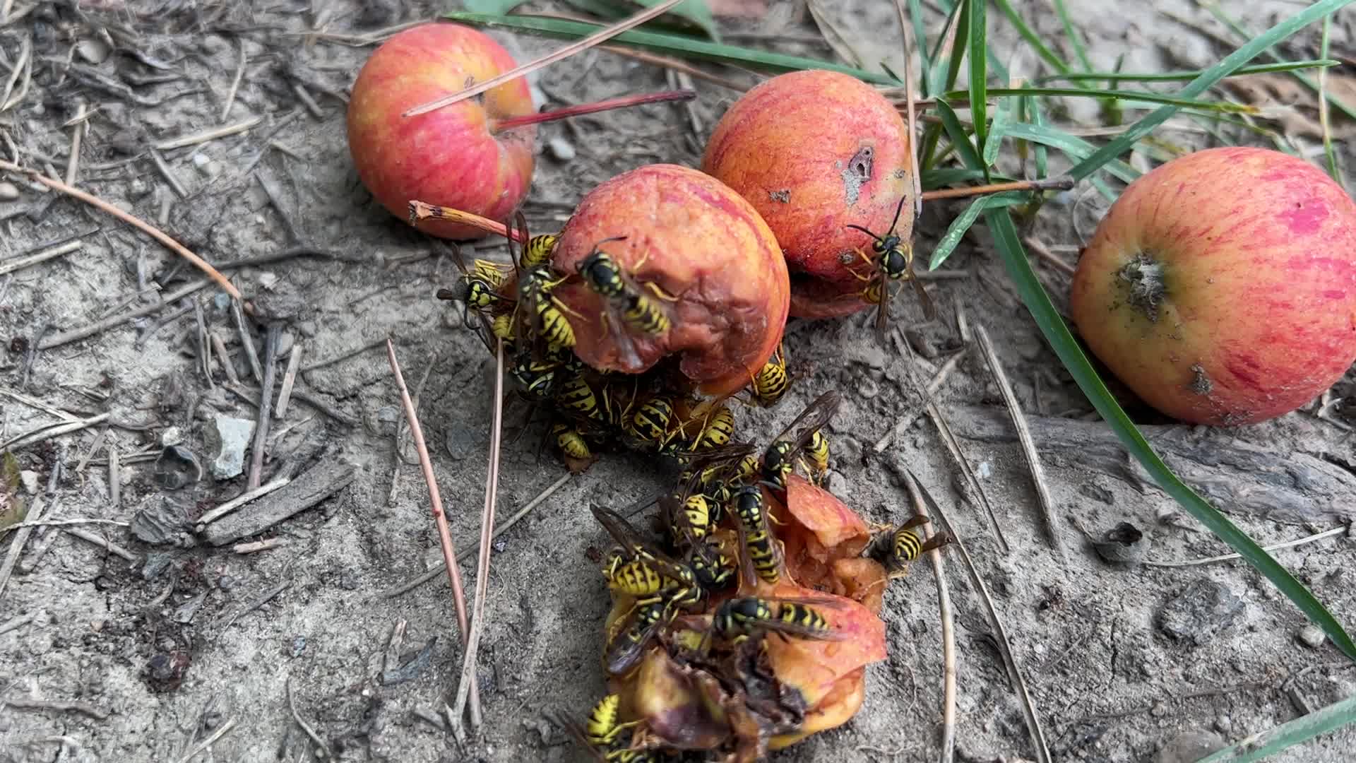 Eastern Yellowjacket Wasps eating apples