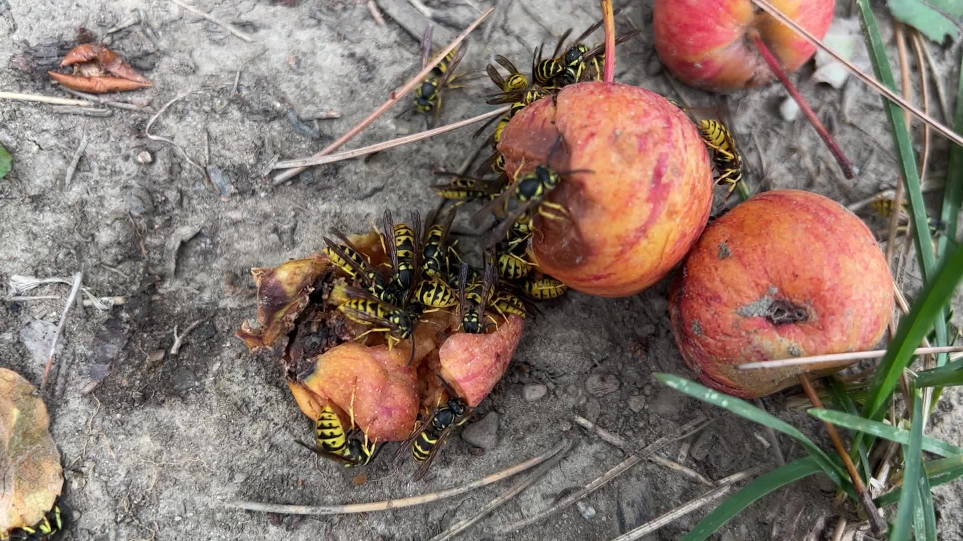 Eastern Yellowjacket Wasps eating apples