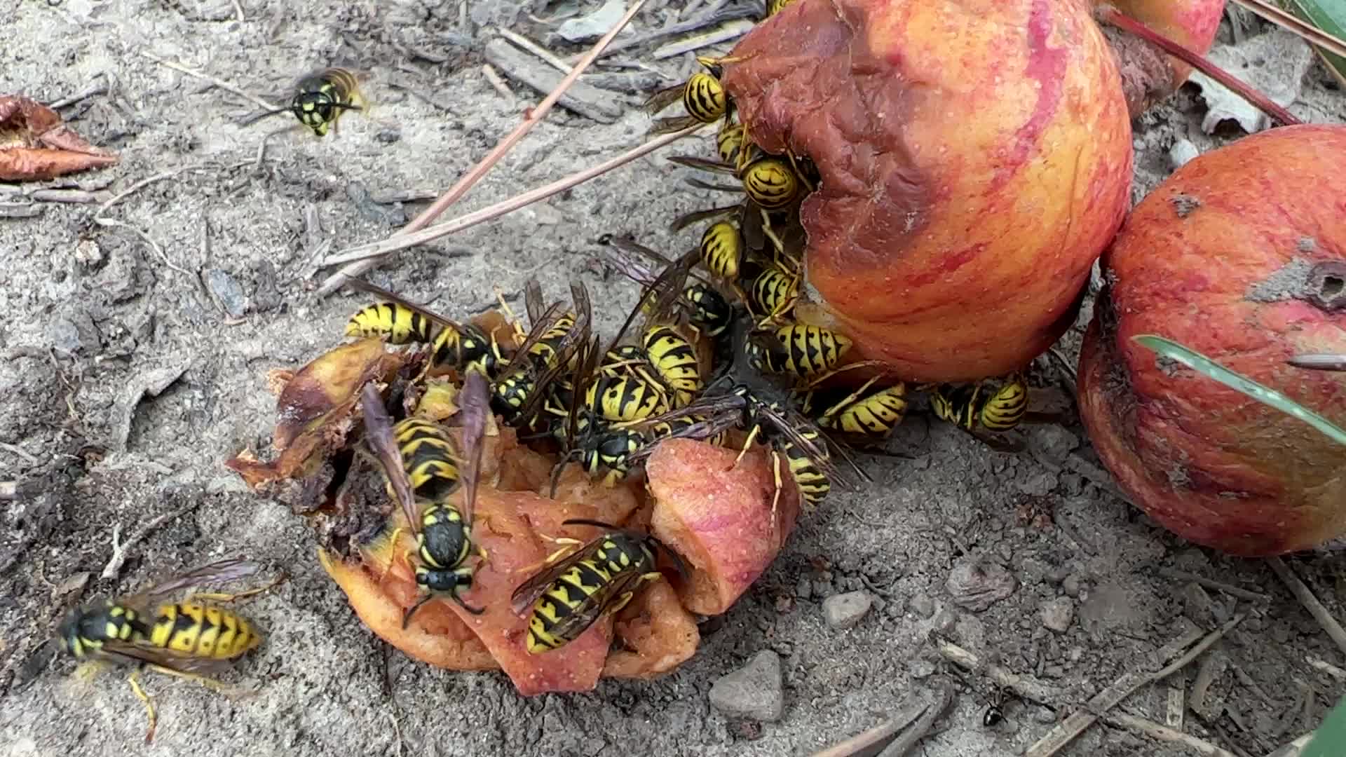 Eastern Yellowjacket Wasps eating apples