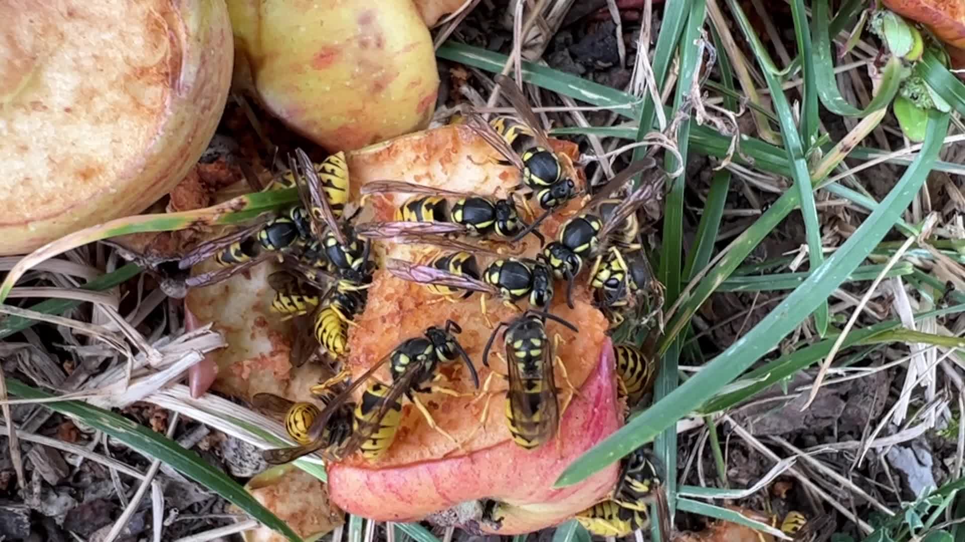 Eastern Yellowjacket Wasps eating apples