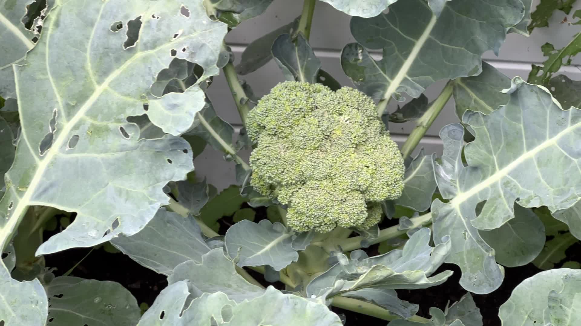 Agriculture in Canada