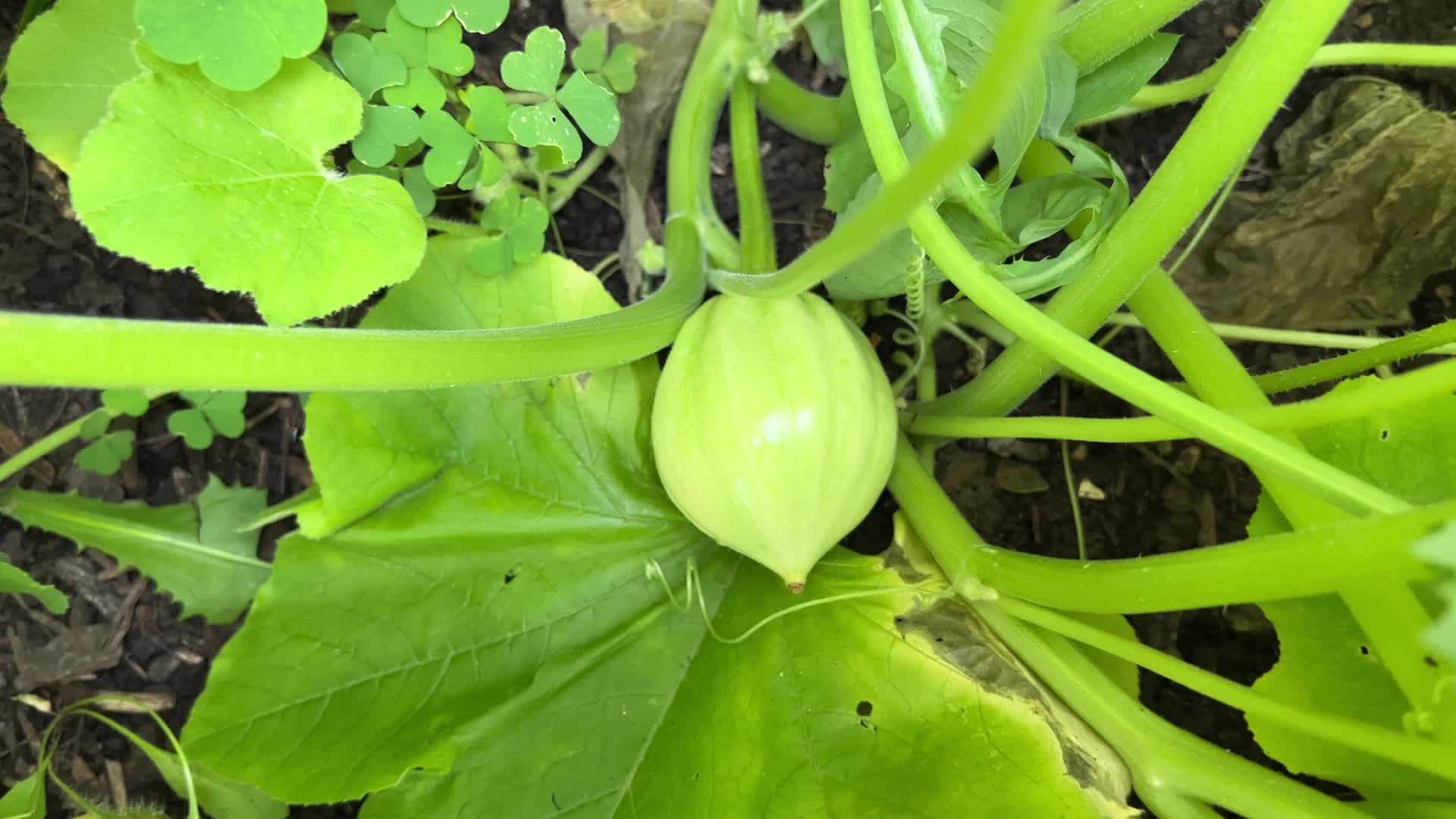 Agriculture in Canada