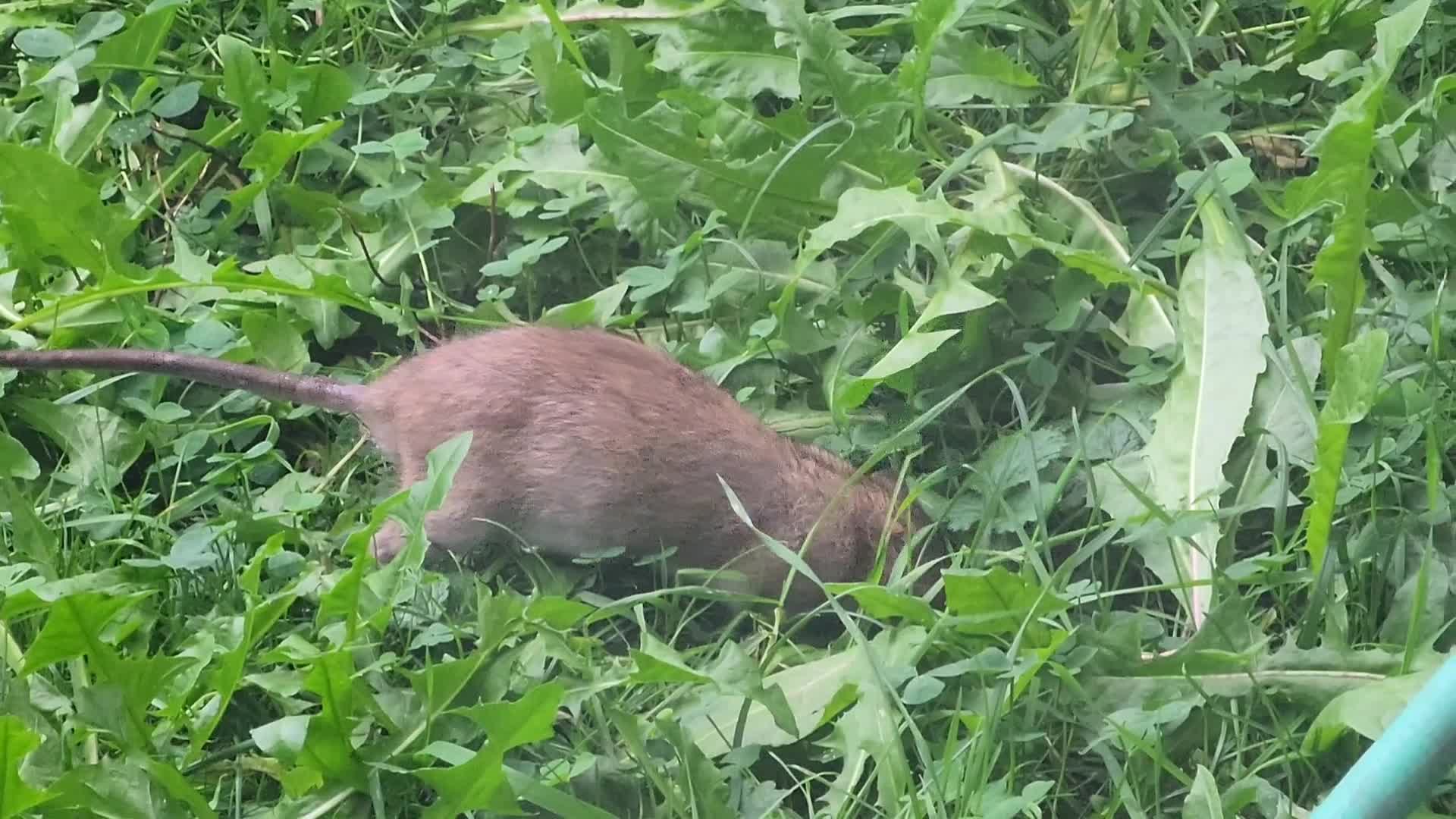 Daily life during the Summer season in Toronto