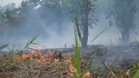 Forest Fire Emergency In Riau