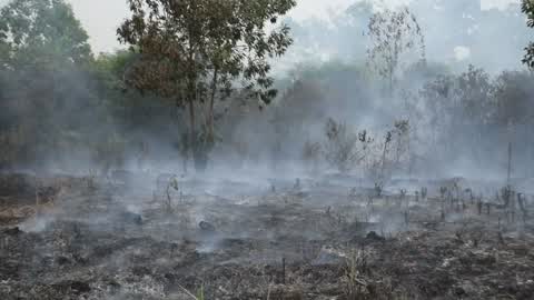 Forest Fire Emergency In Riau