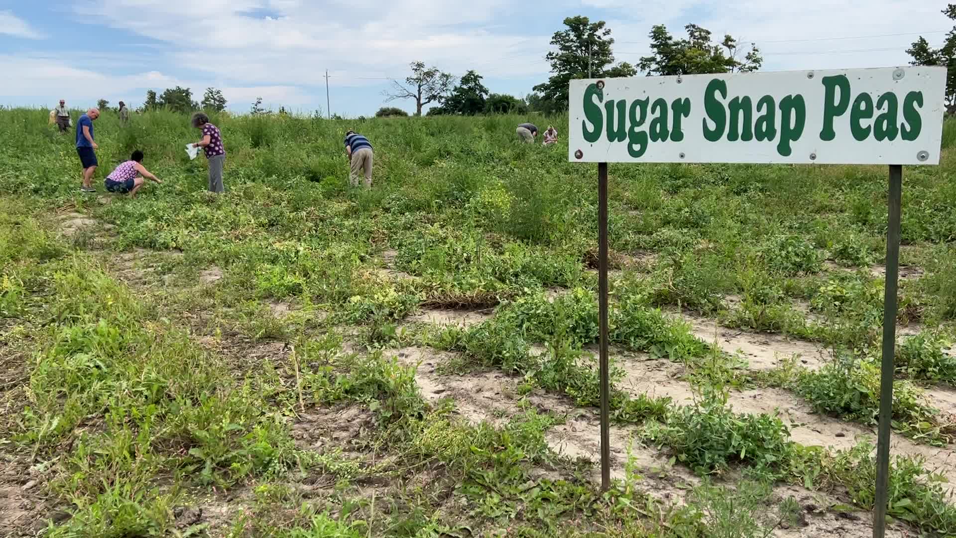 Sugar snap peas and green peas in Canada