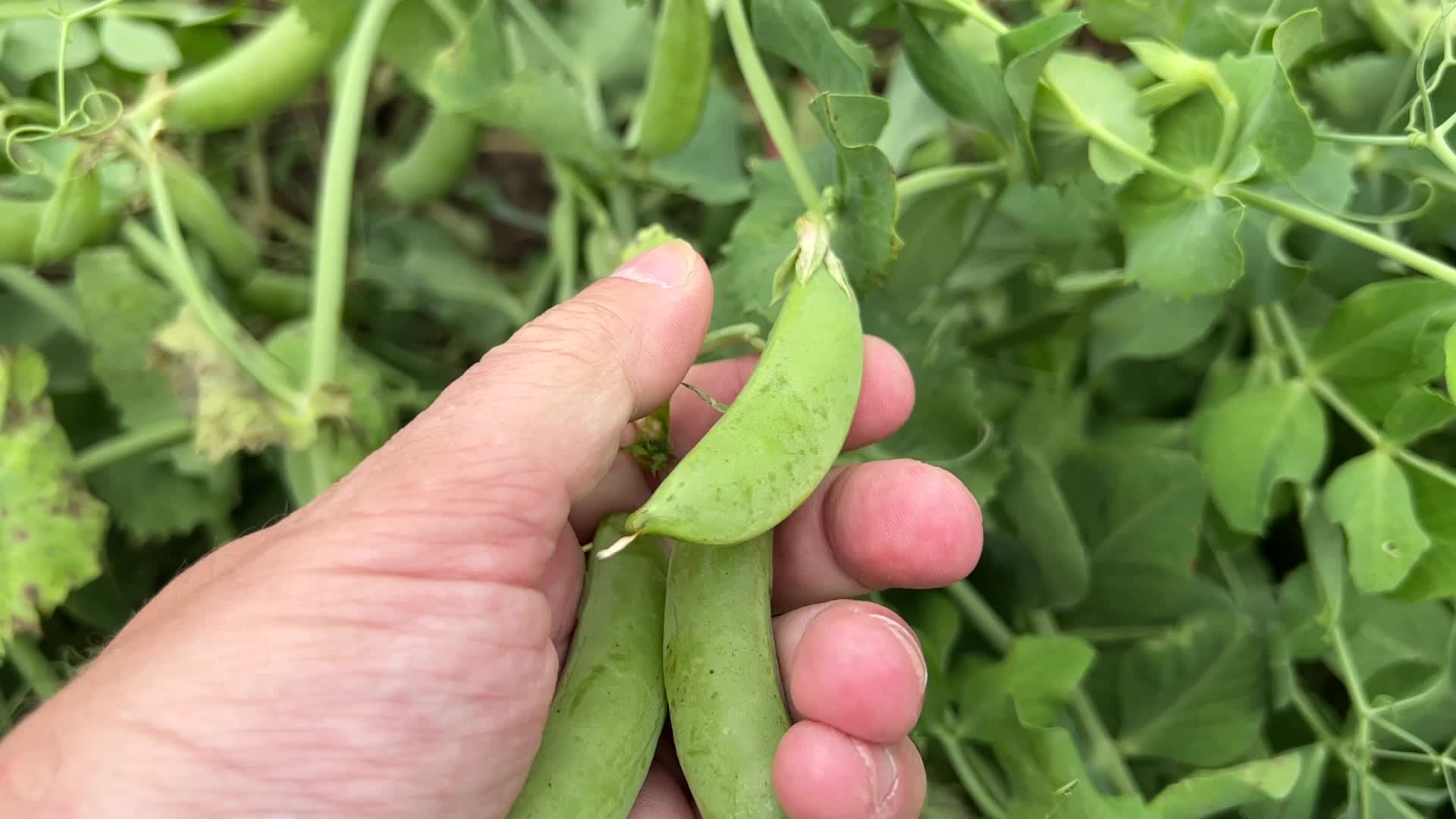 Sugar snap peas and green peas in Canada