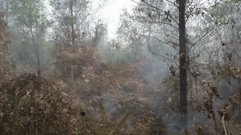 Forest Fire Emergency In Riau