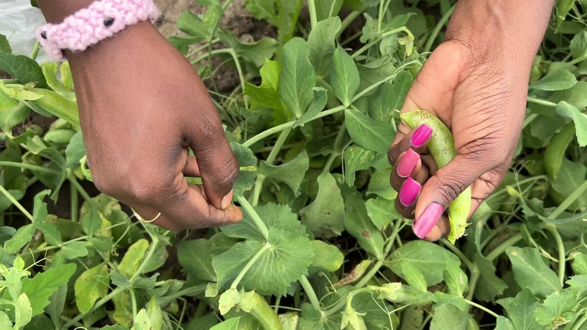 Sugar snap peas and green peas in Canada