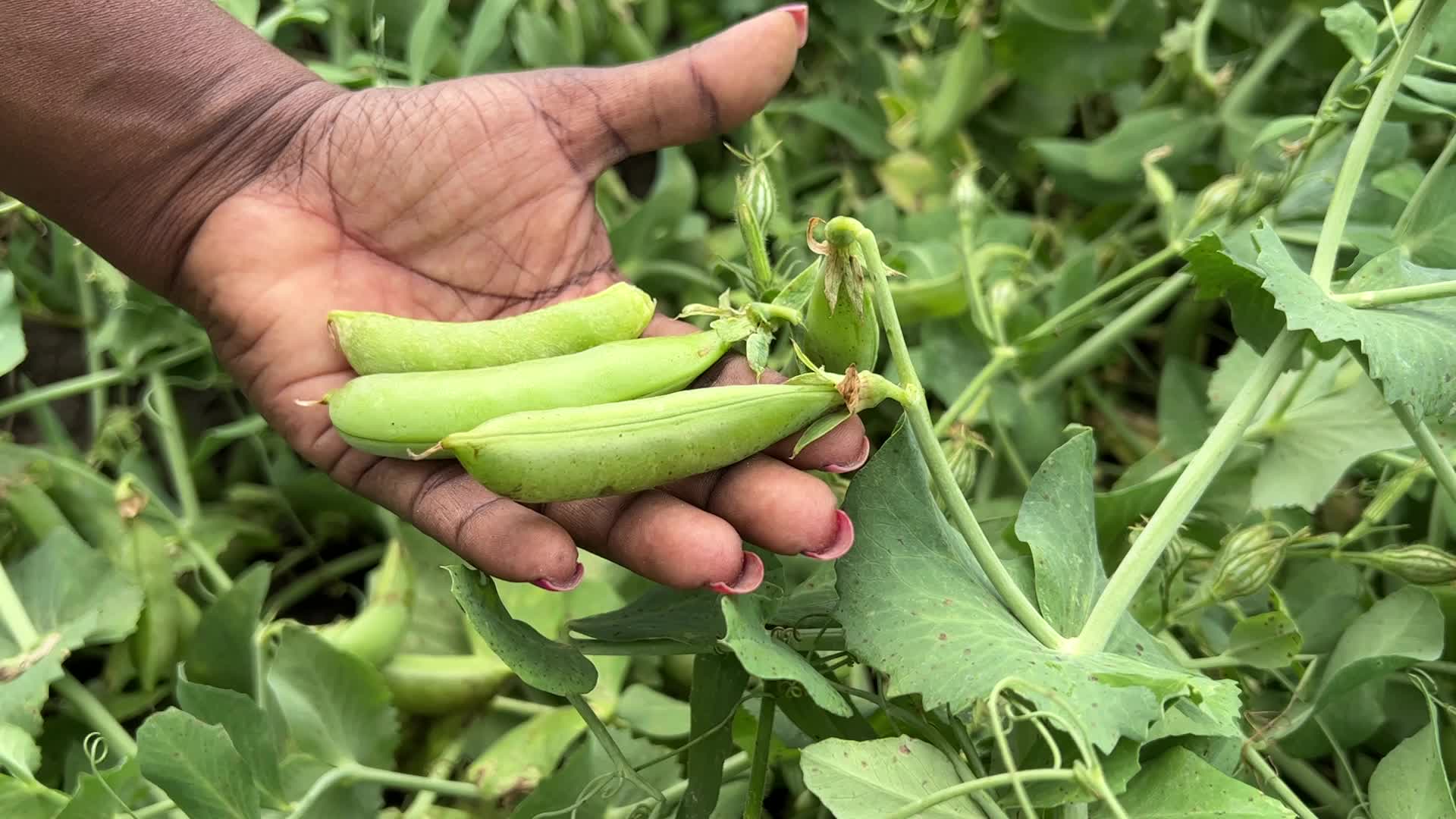 Sugar snap peas and green peas in Canada