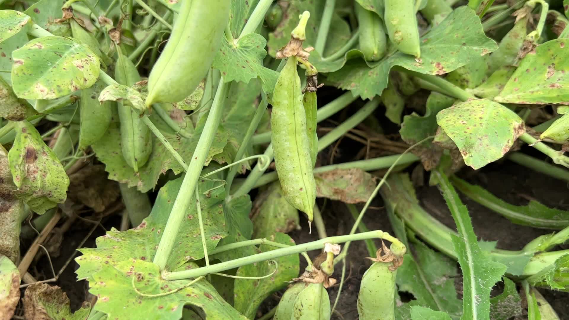 Sugar snap peas and green peas in Canada