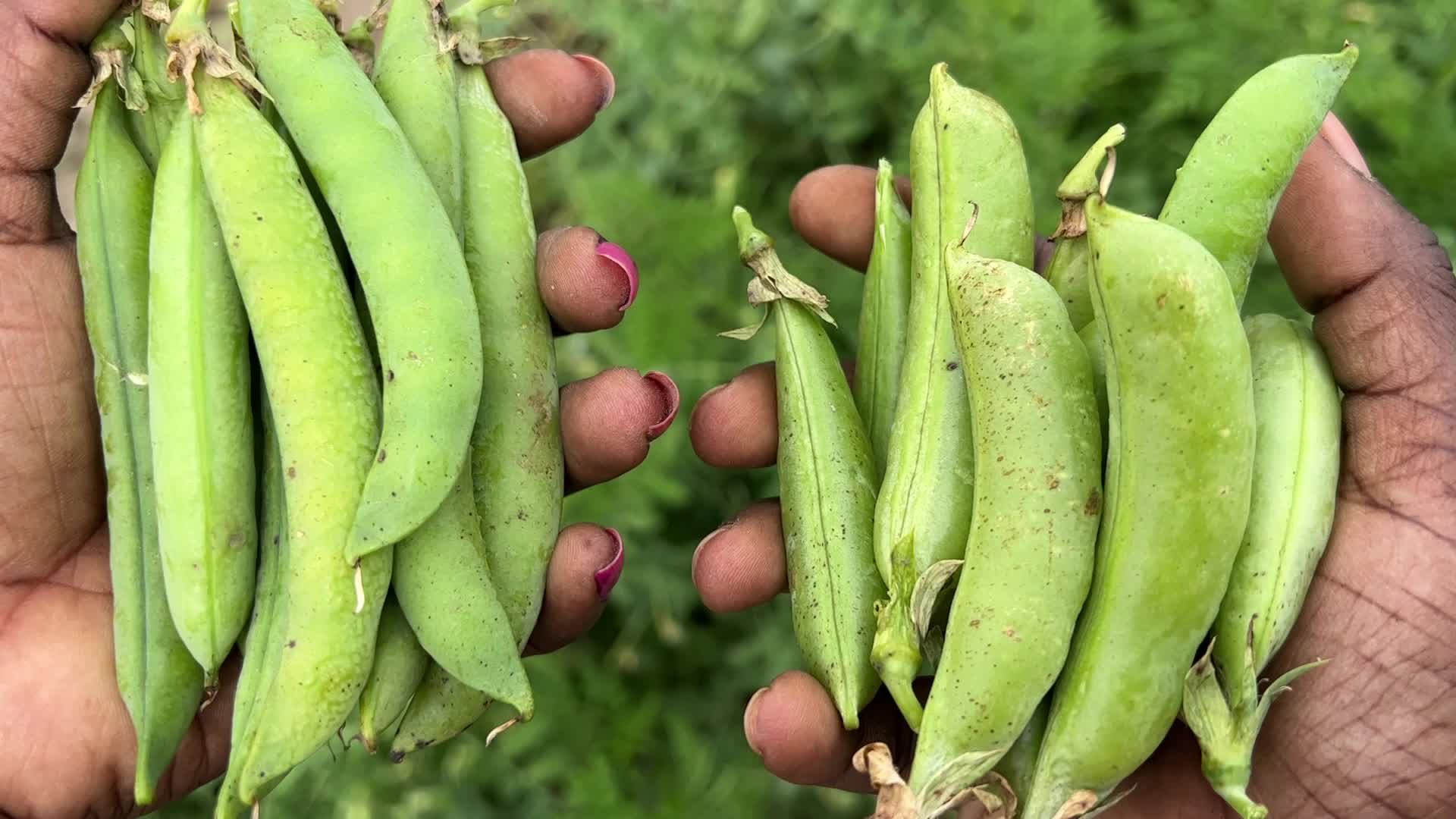 Sugar snap peas and green peas in Canada
