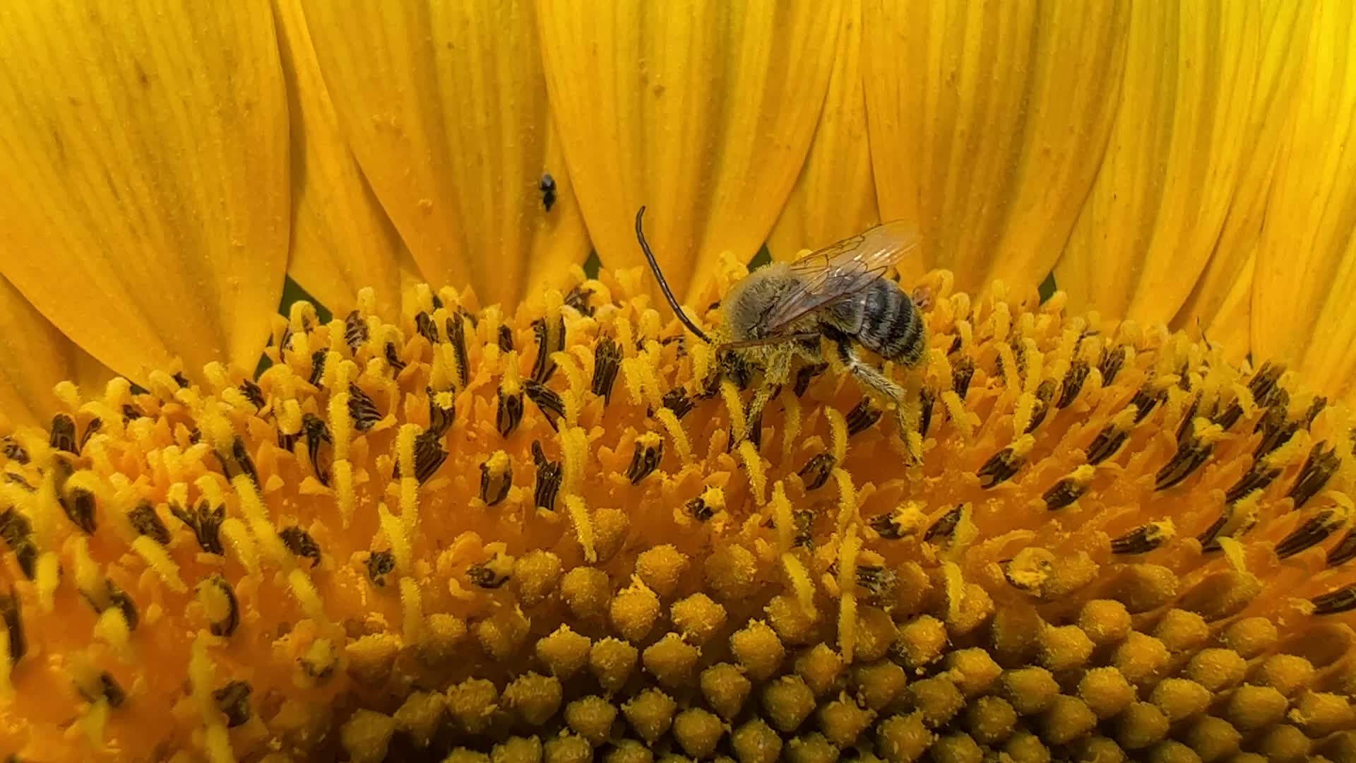 Bee collects pollen from a sunflower