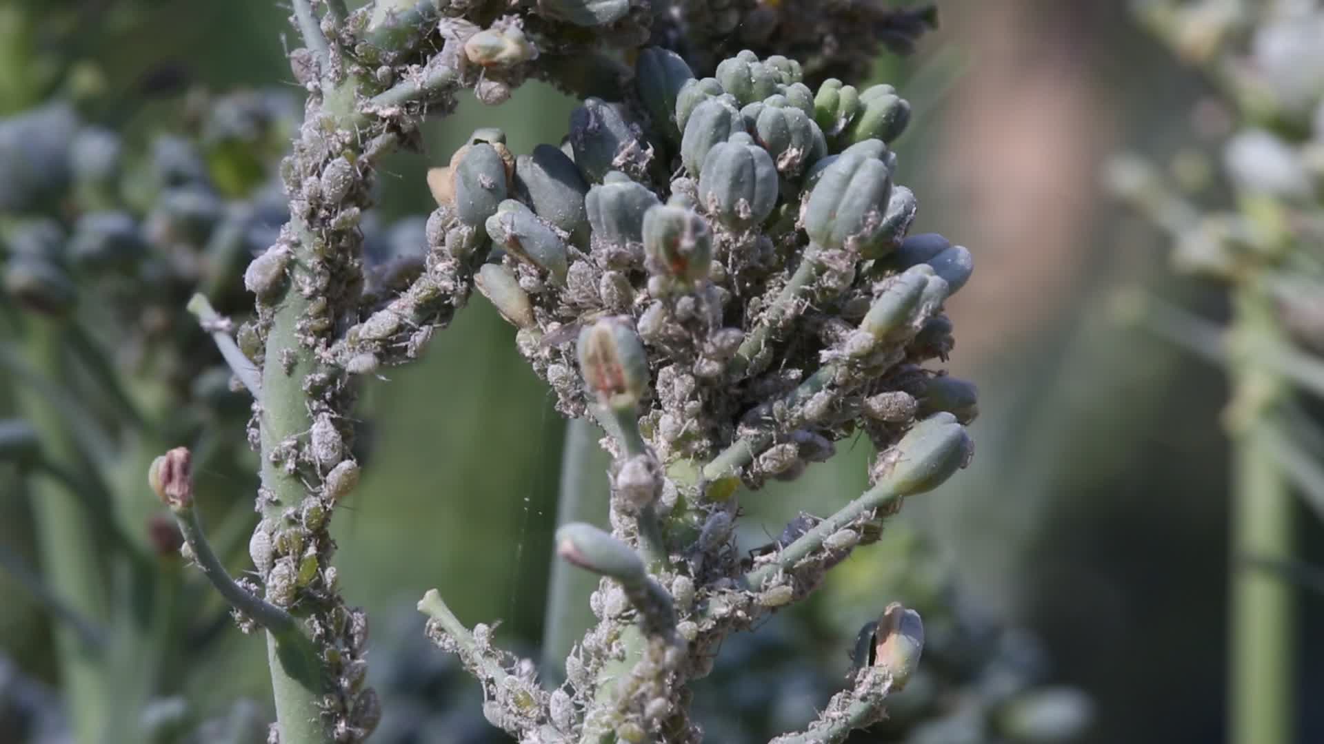 Cabbage aphids on a broccoli plant