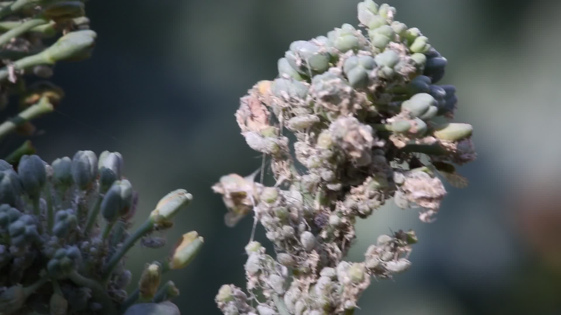 Cabbage aphids on a broccoli plant