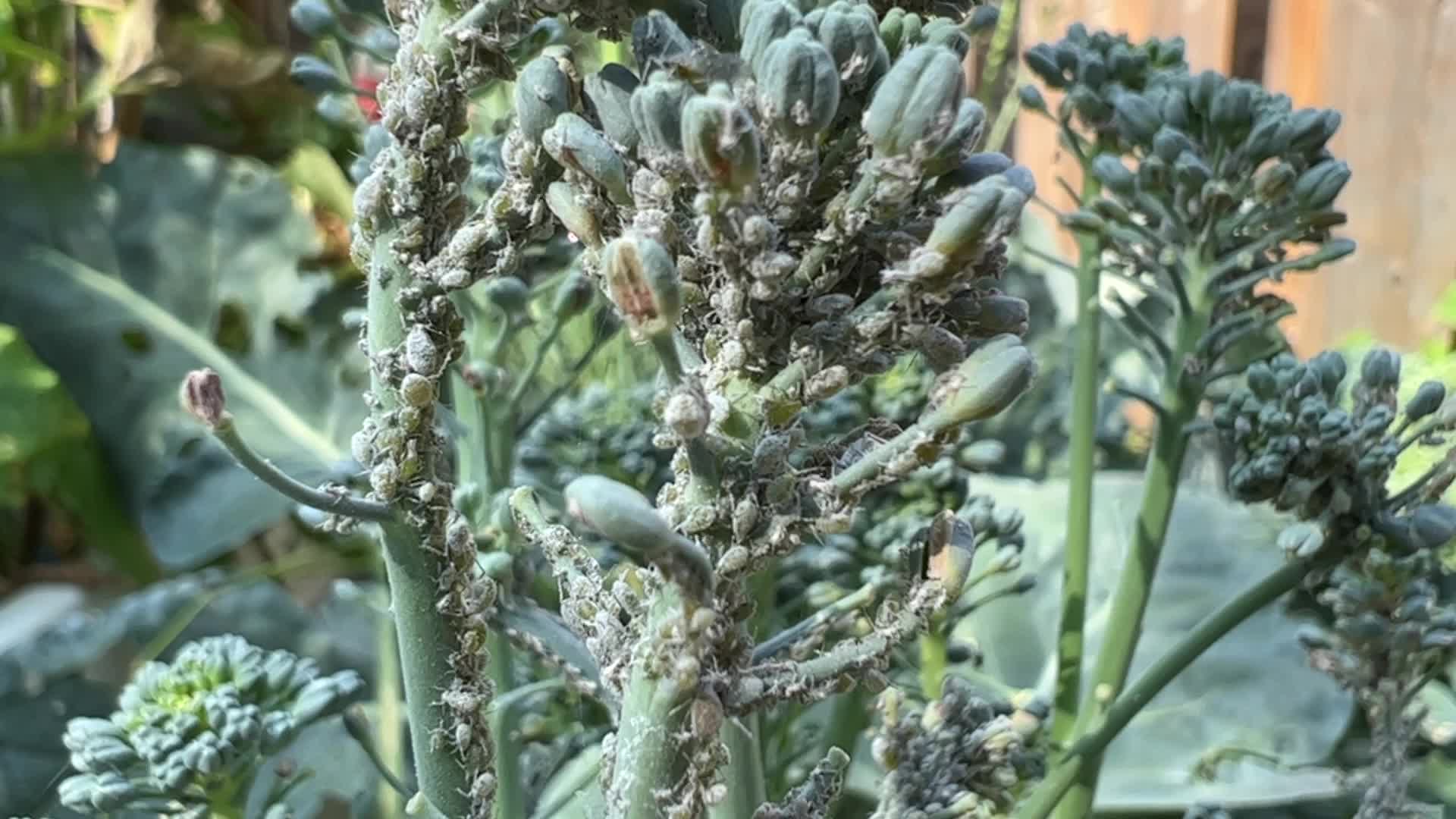 Cabbage aphids on a broccoli plant