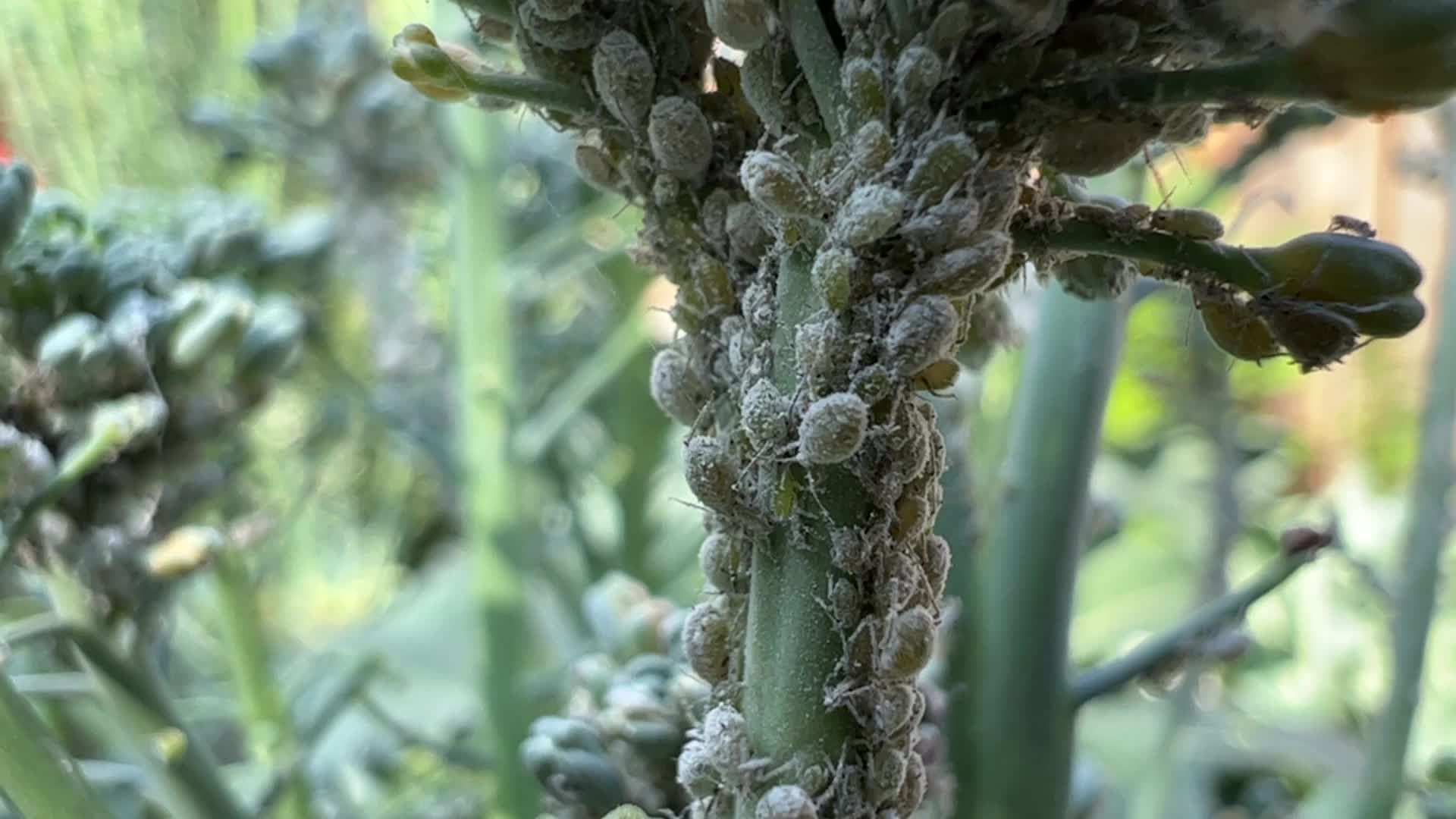 Cabbage aphids on a broccoli plant