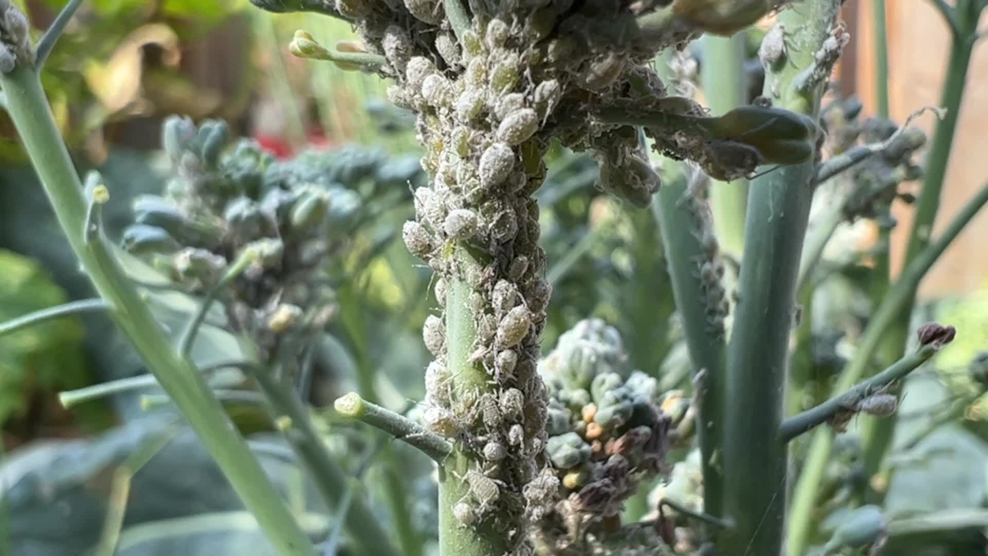 Cabbage aphids on a broccoli plant