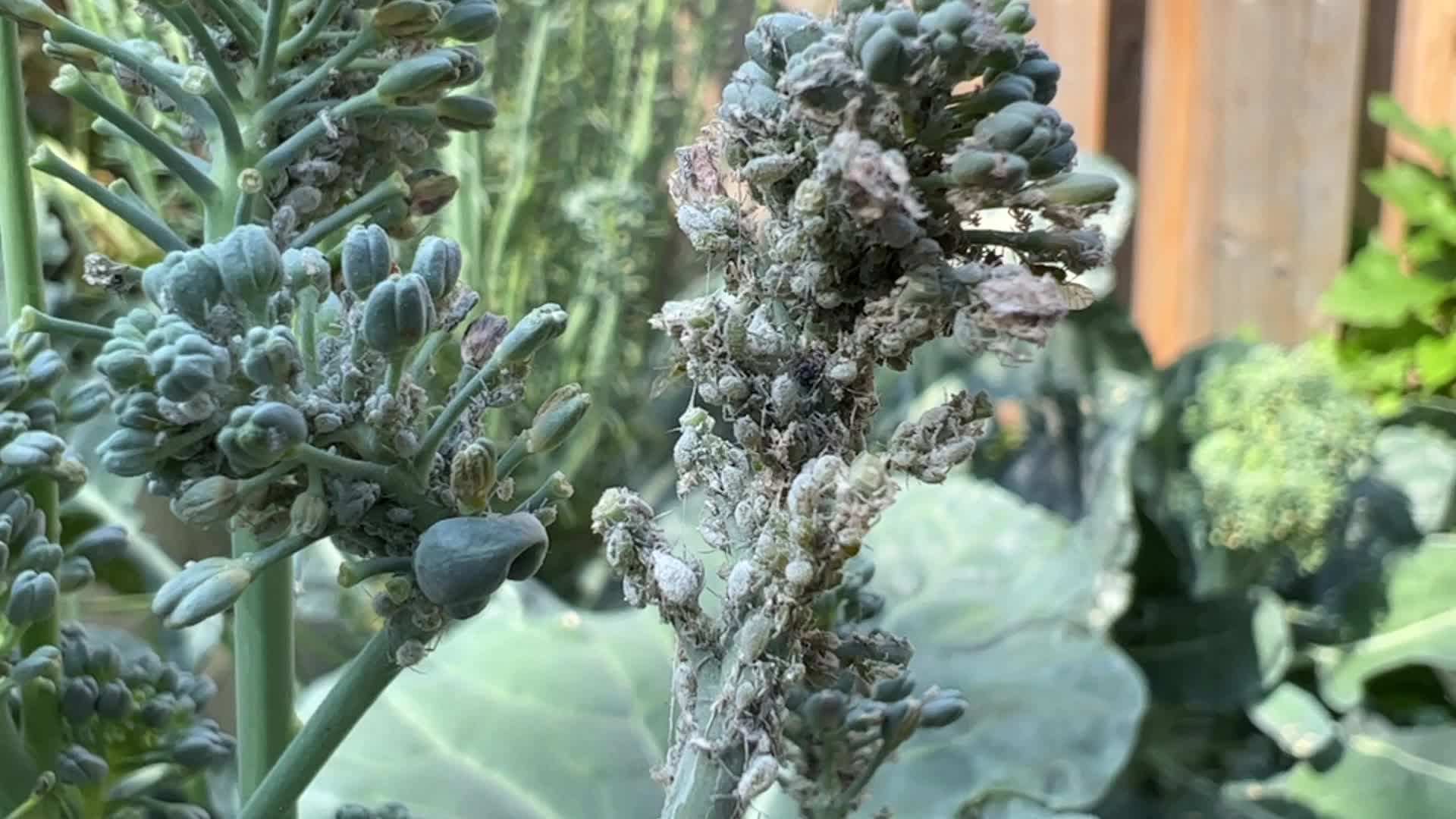 Cabbage aphids on a broccoli plant