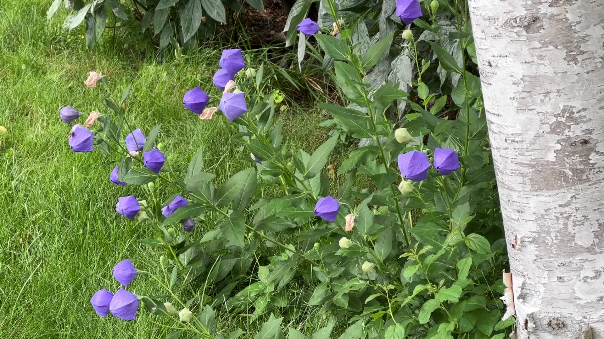 Balloon Flowers