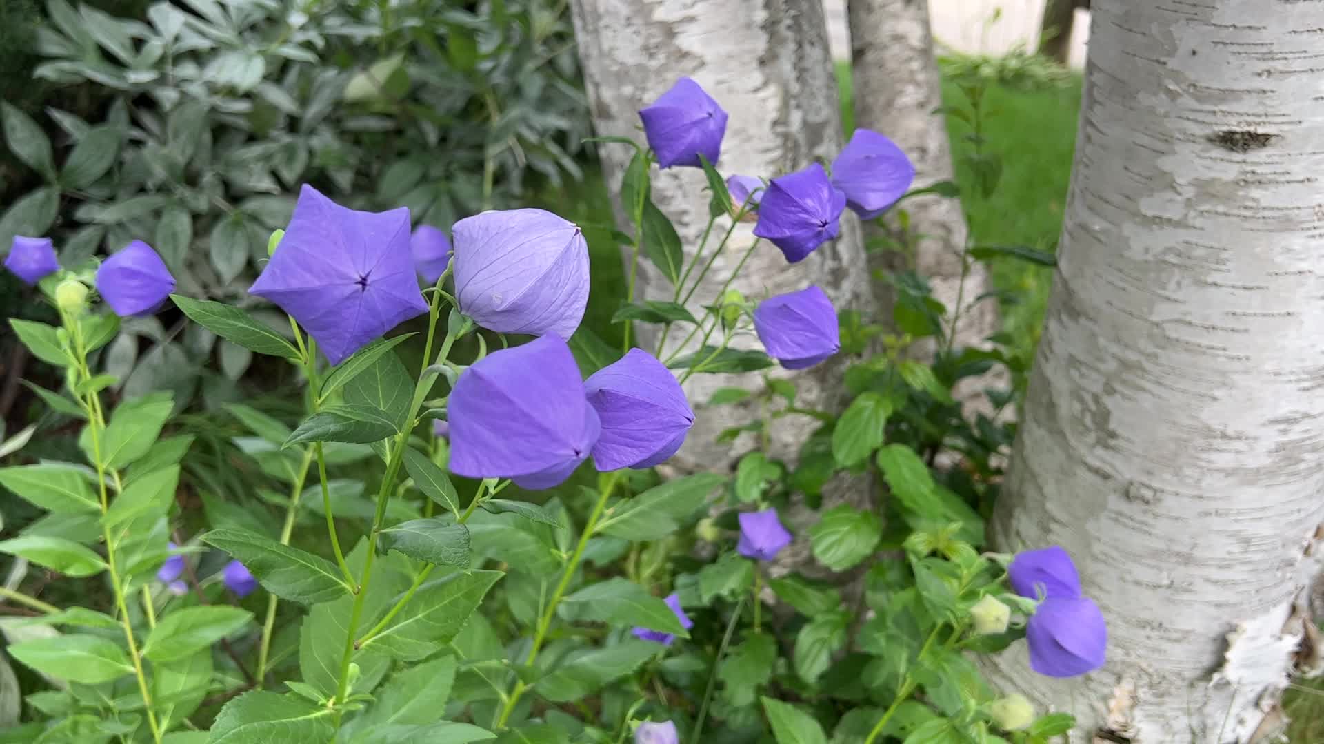 Balloon Flowers
