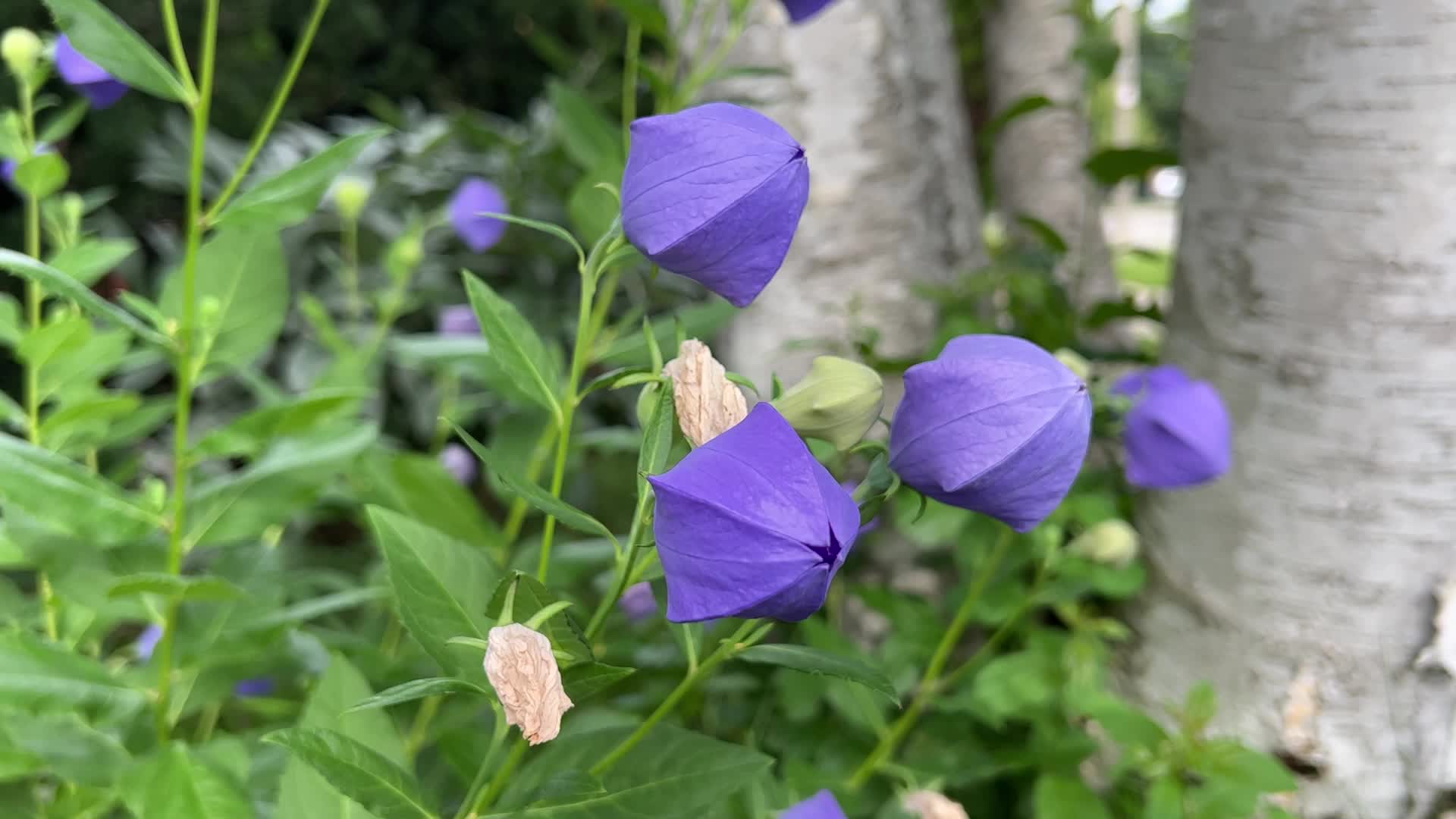 Balloon Flowers