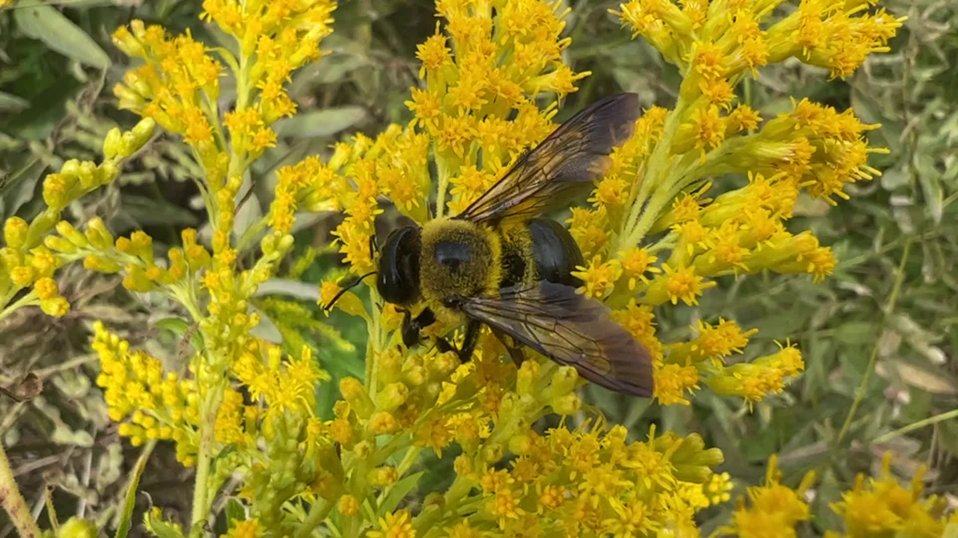 Eastern carpenter bee