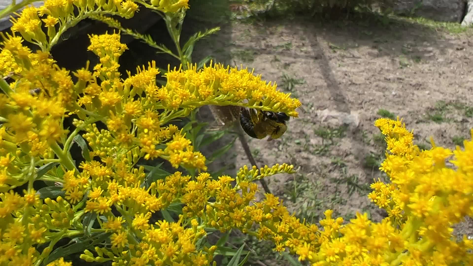Eastern carpenter bee