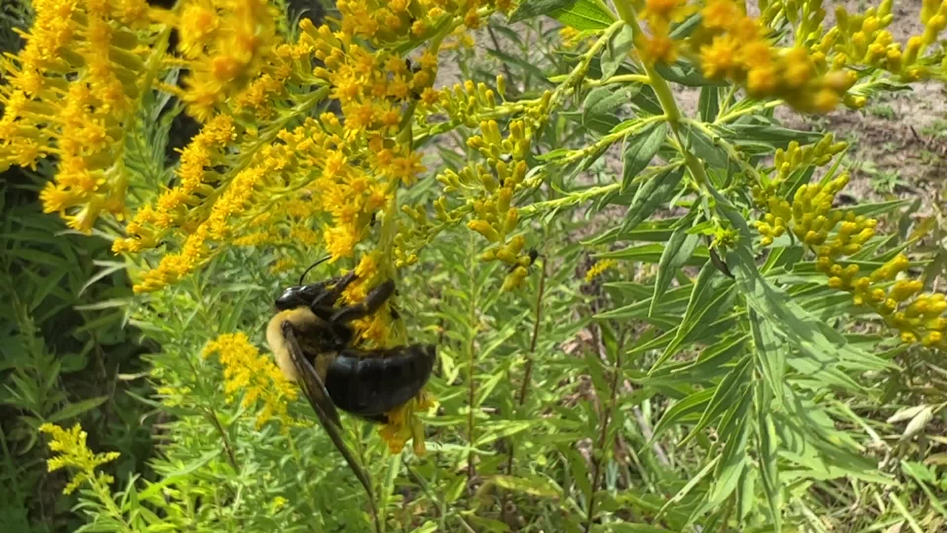 Eastern carpenter bee