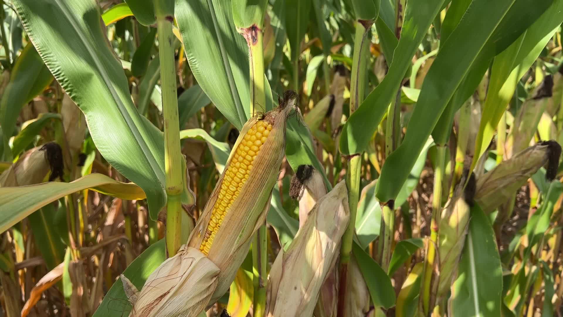 Agriculture in Canada