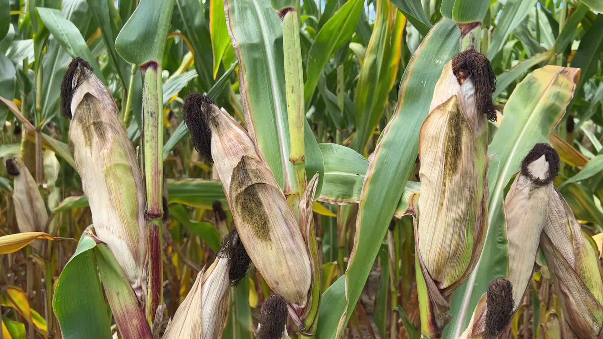 Agriculture in Canada