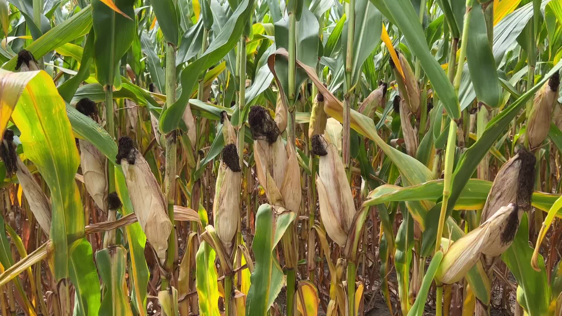 Agriculture in Canada
