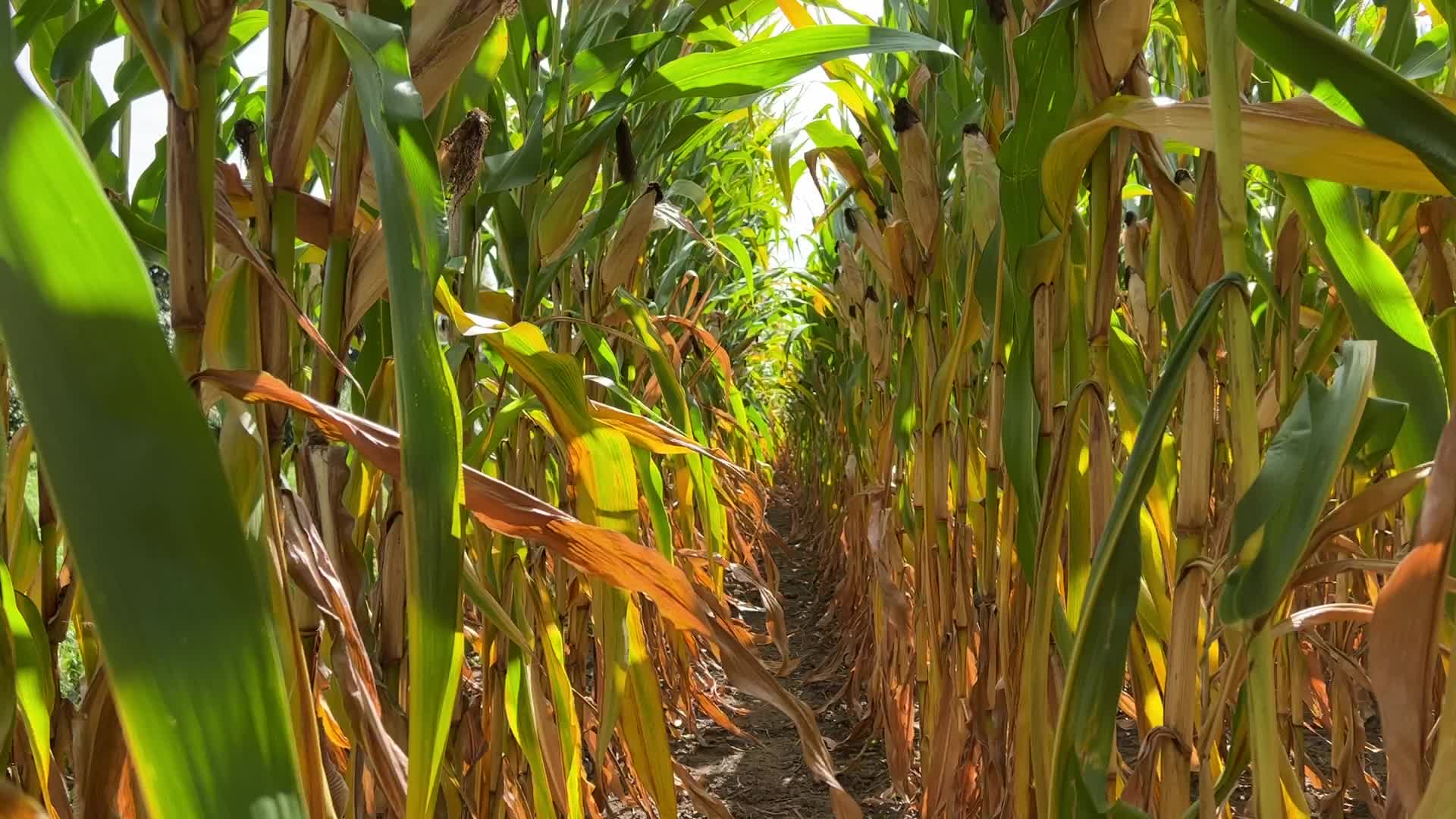 Agriculture in Canada