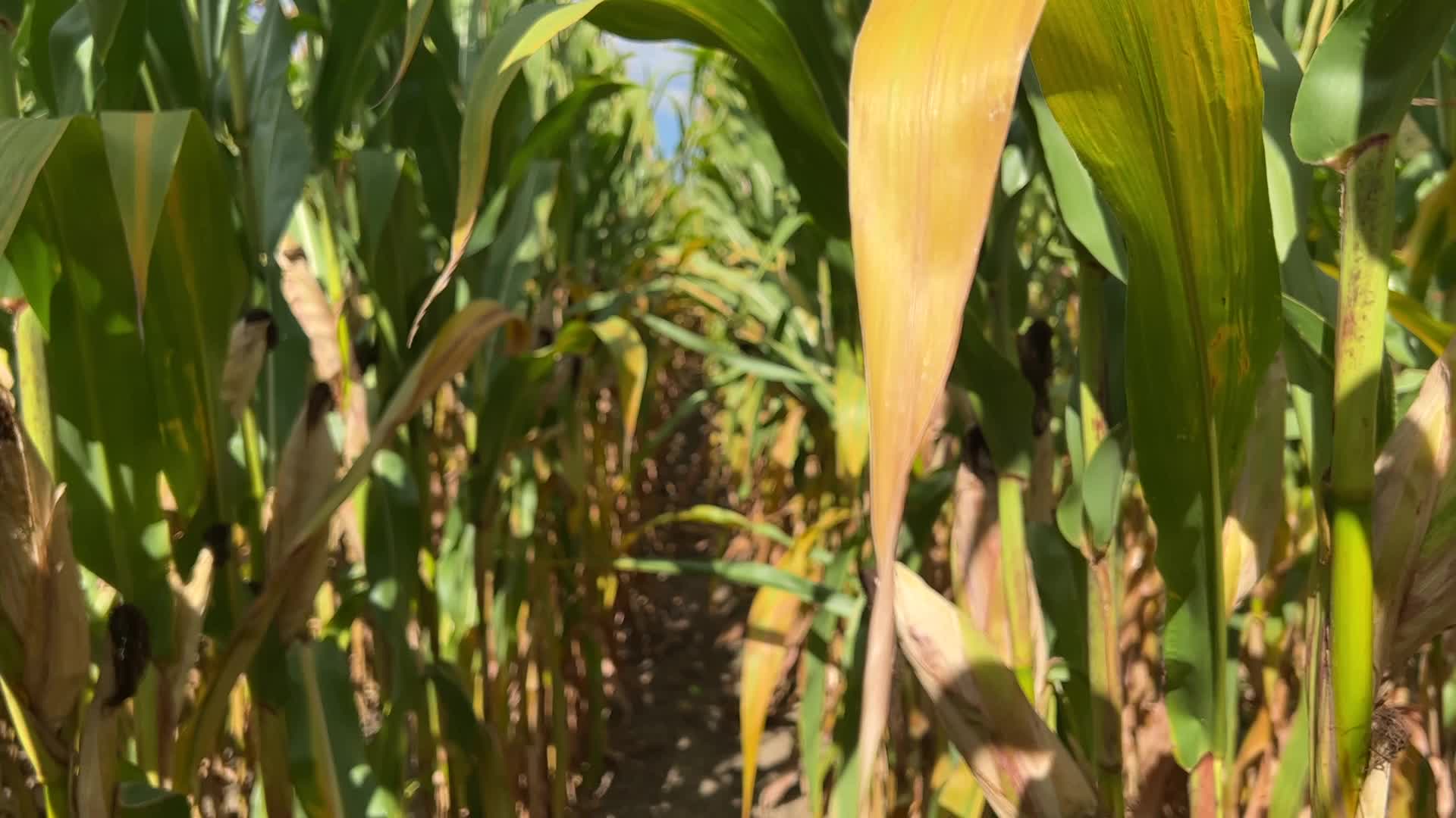 Agriculture in Canada