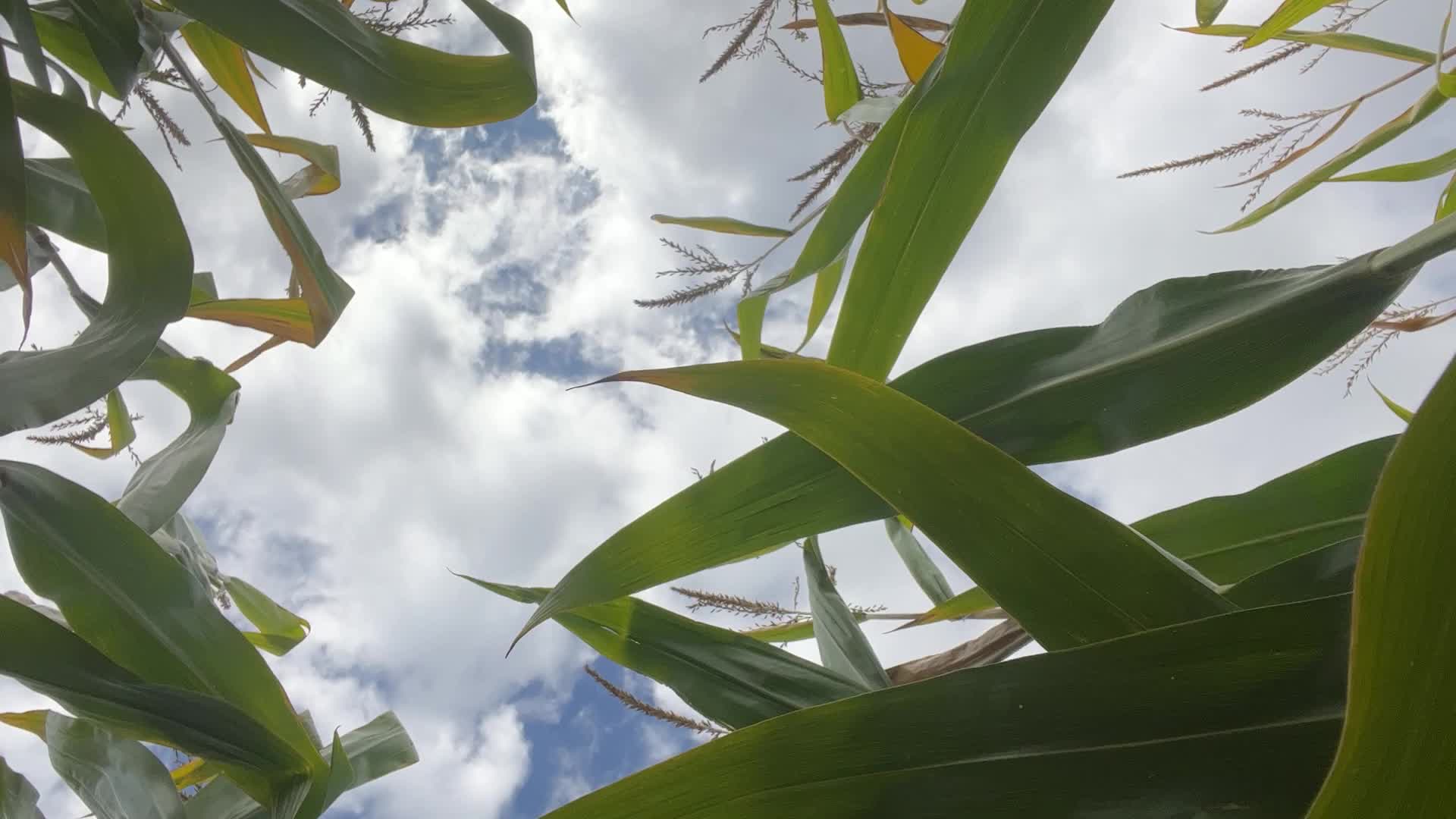 Agriculture in Canada