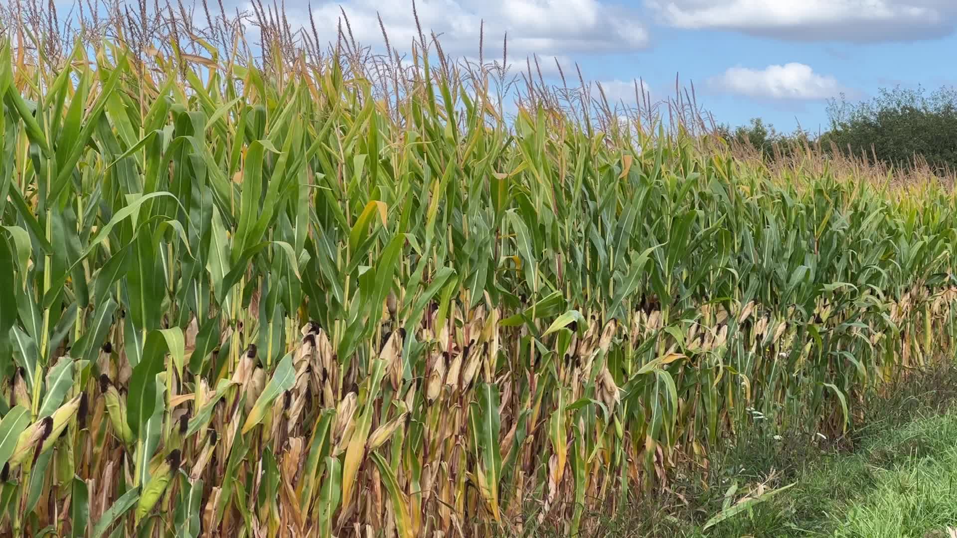 Agriculture in Canada