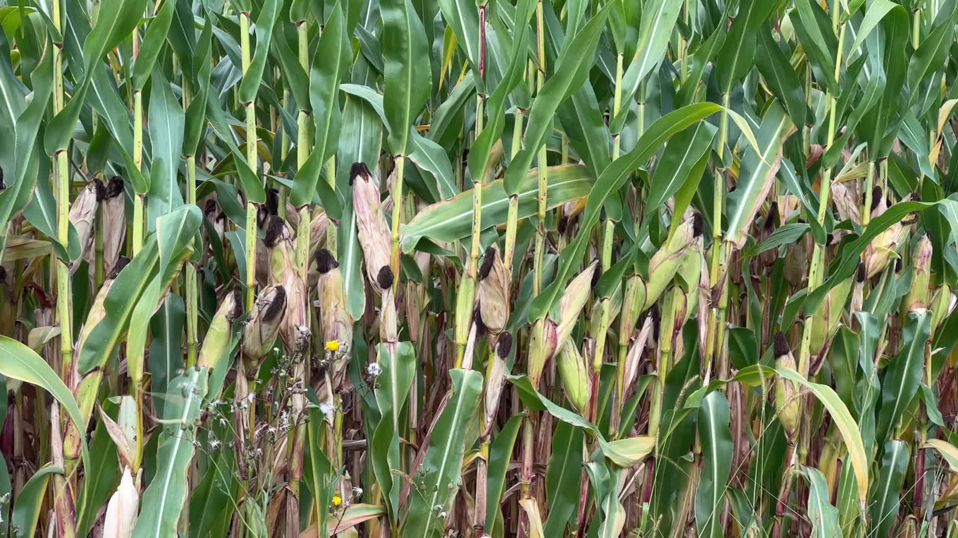 Agriculture in Canada