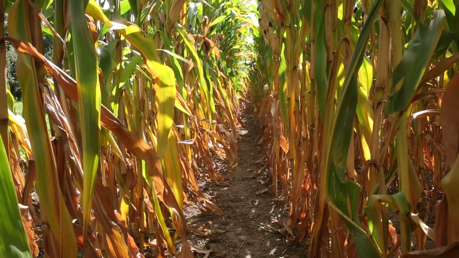 Agriculture in Canada