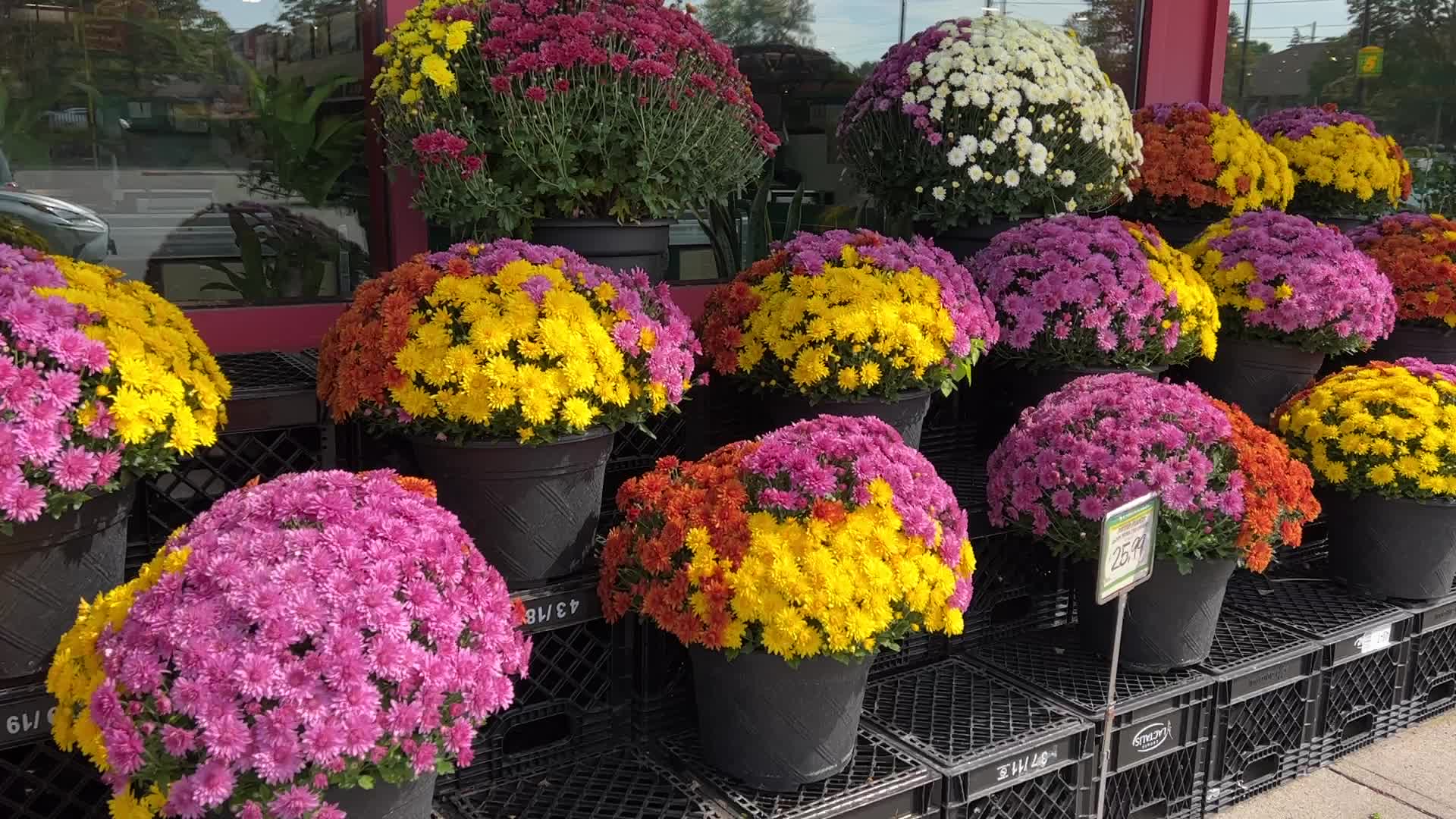 Autumn season in Markham