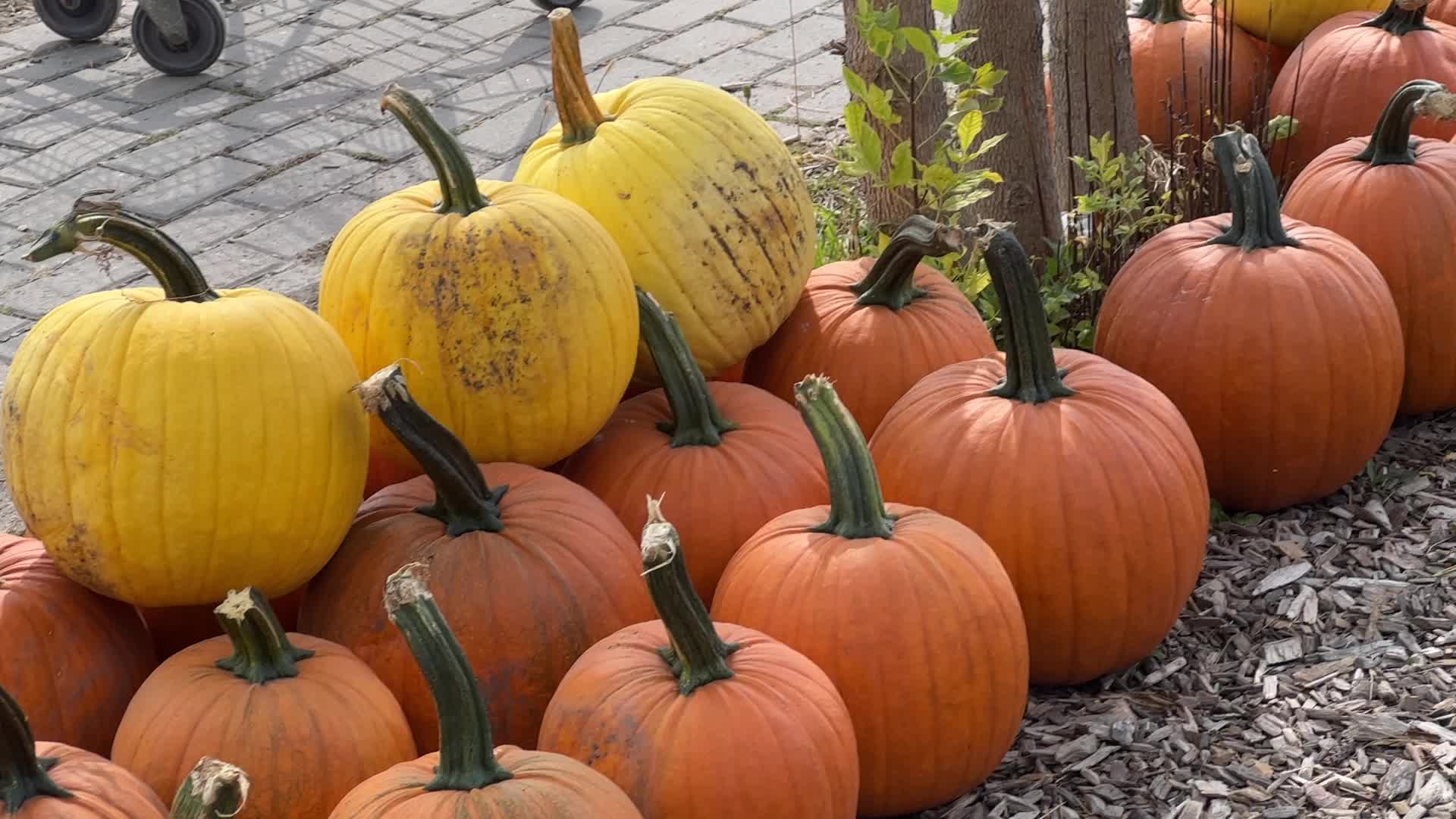 Autumn season in Markham