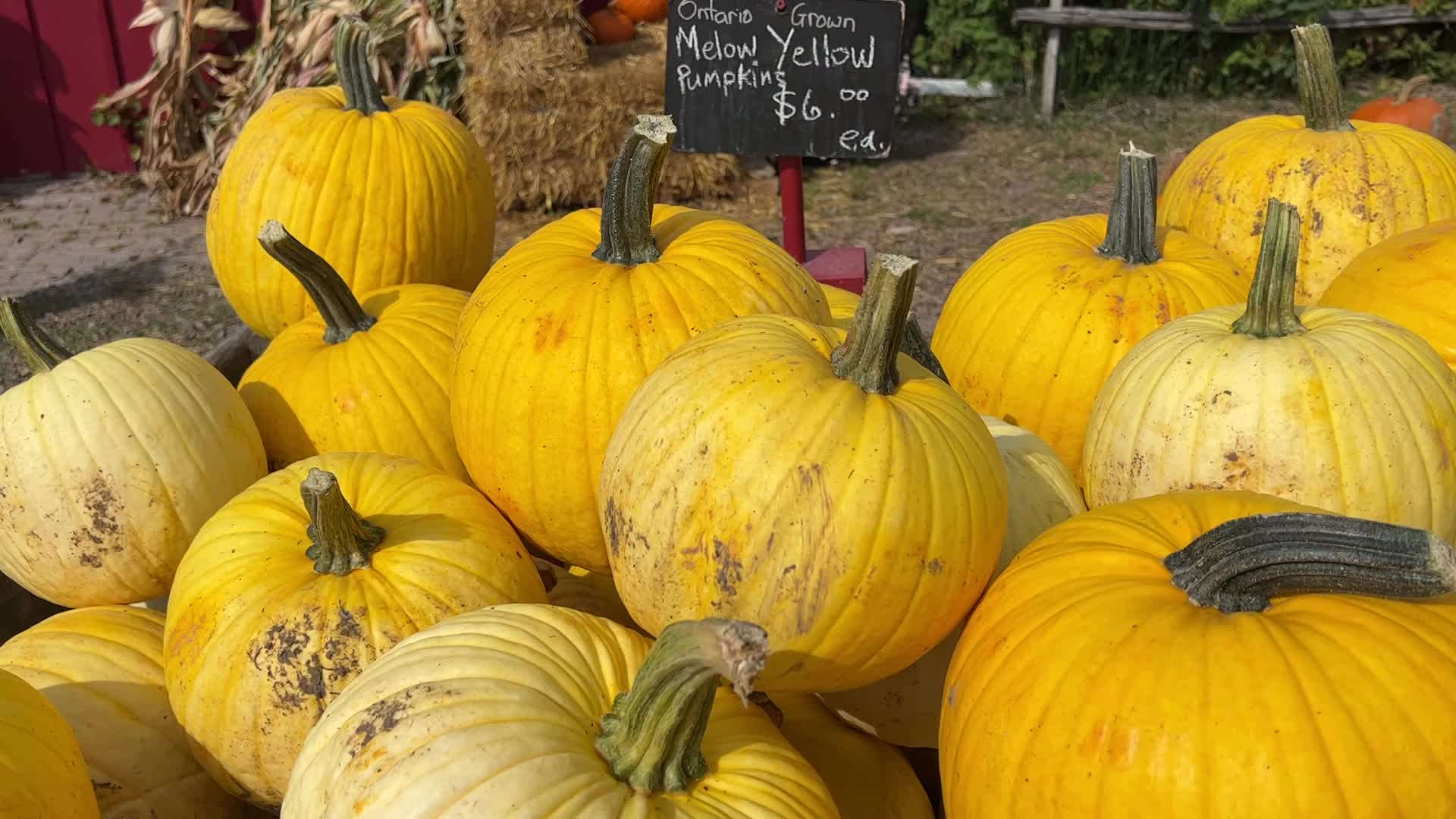 Autumn season in Markham
