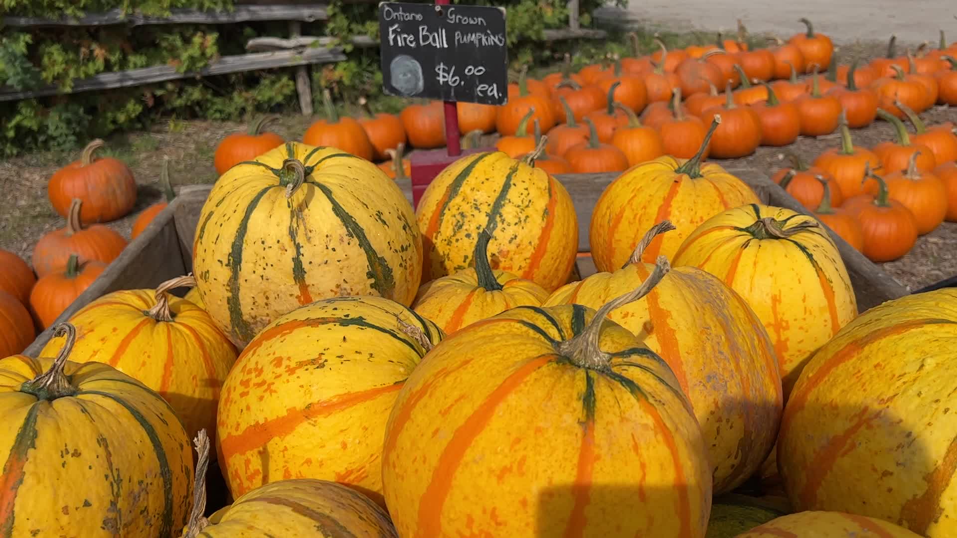 Autumn season in Markham