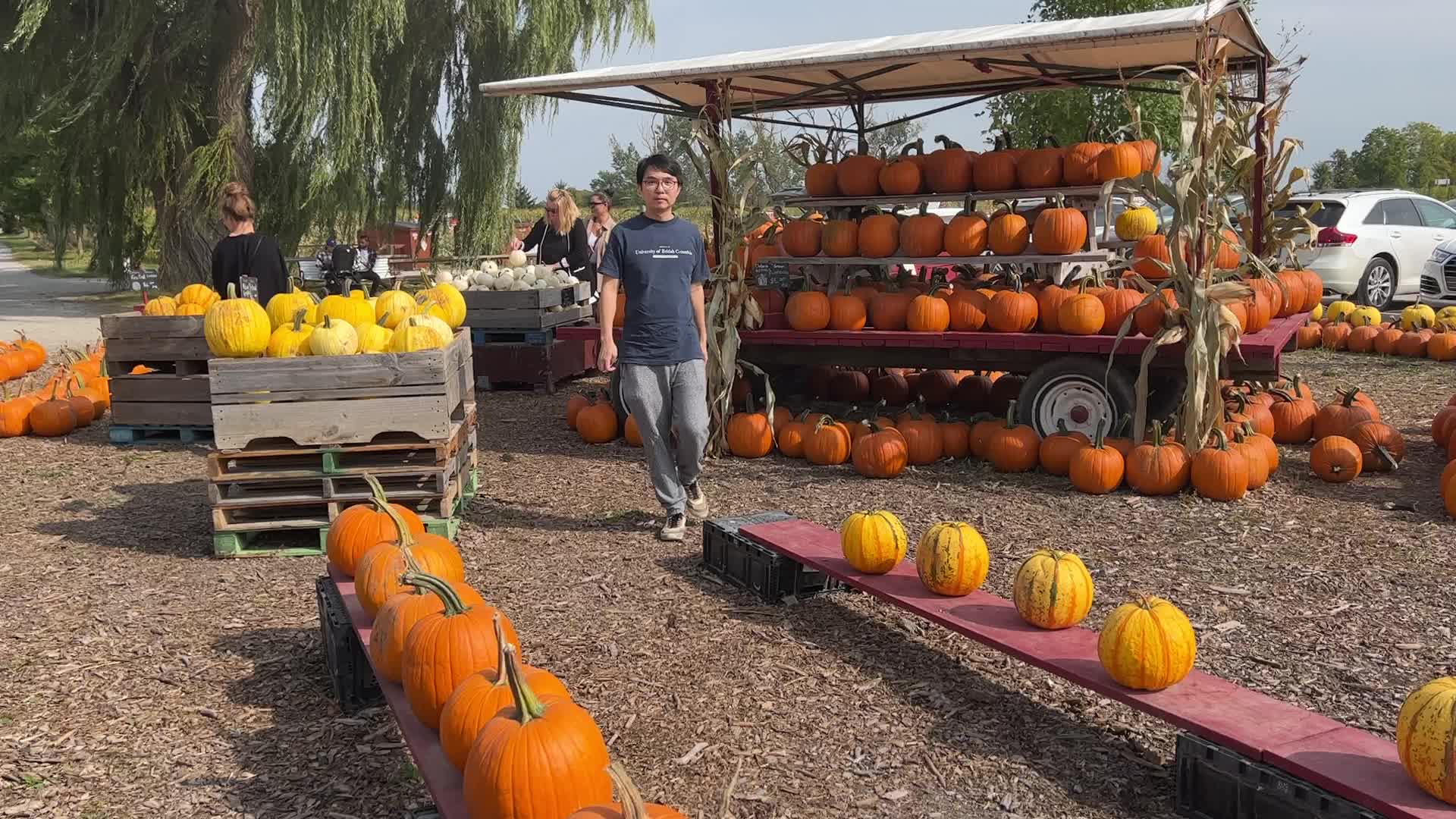 Autumn season in Markham