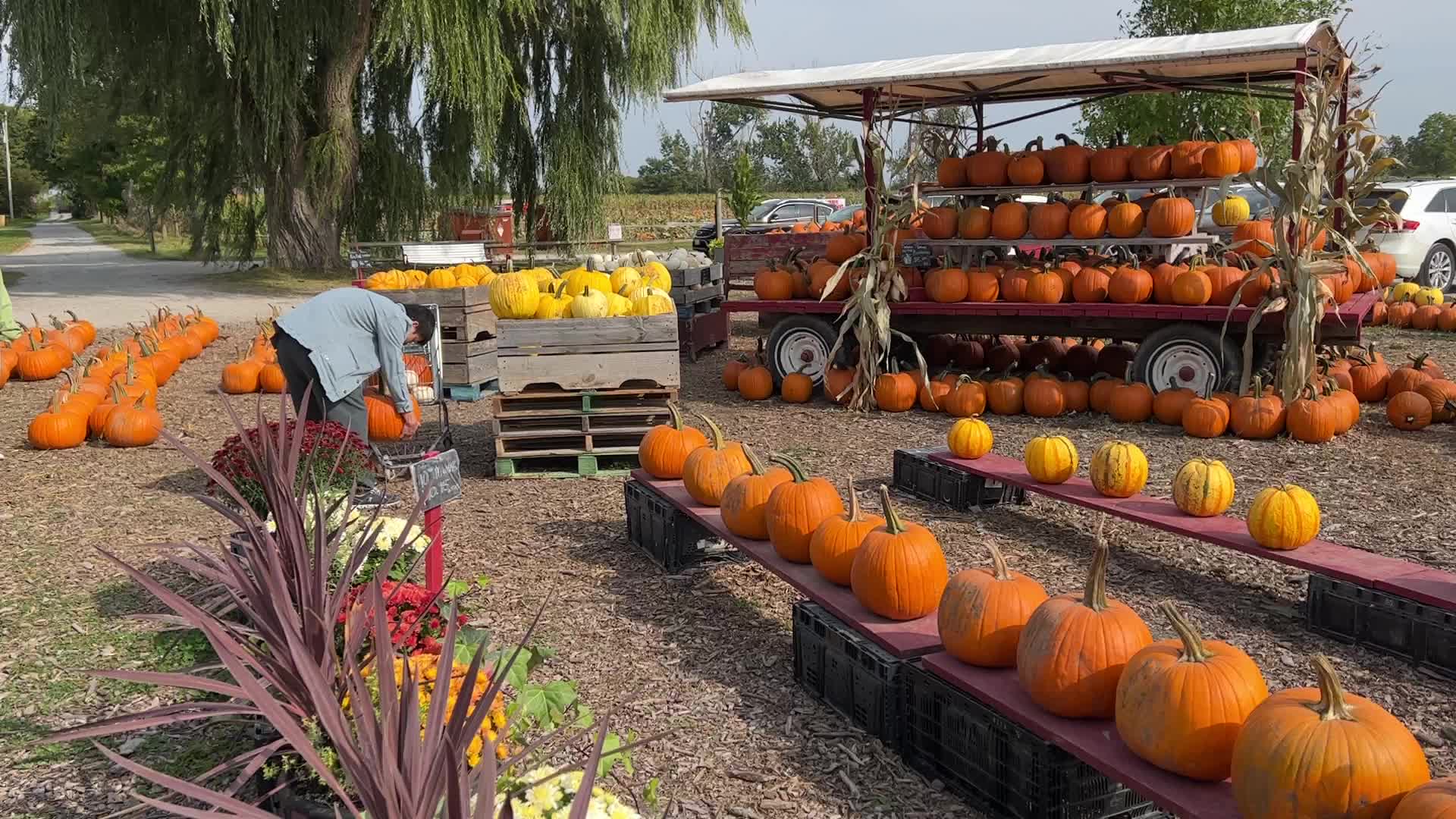 Autumn season in Markham
