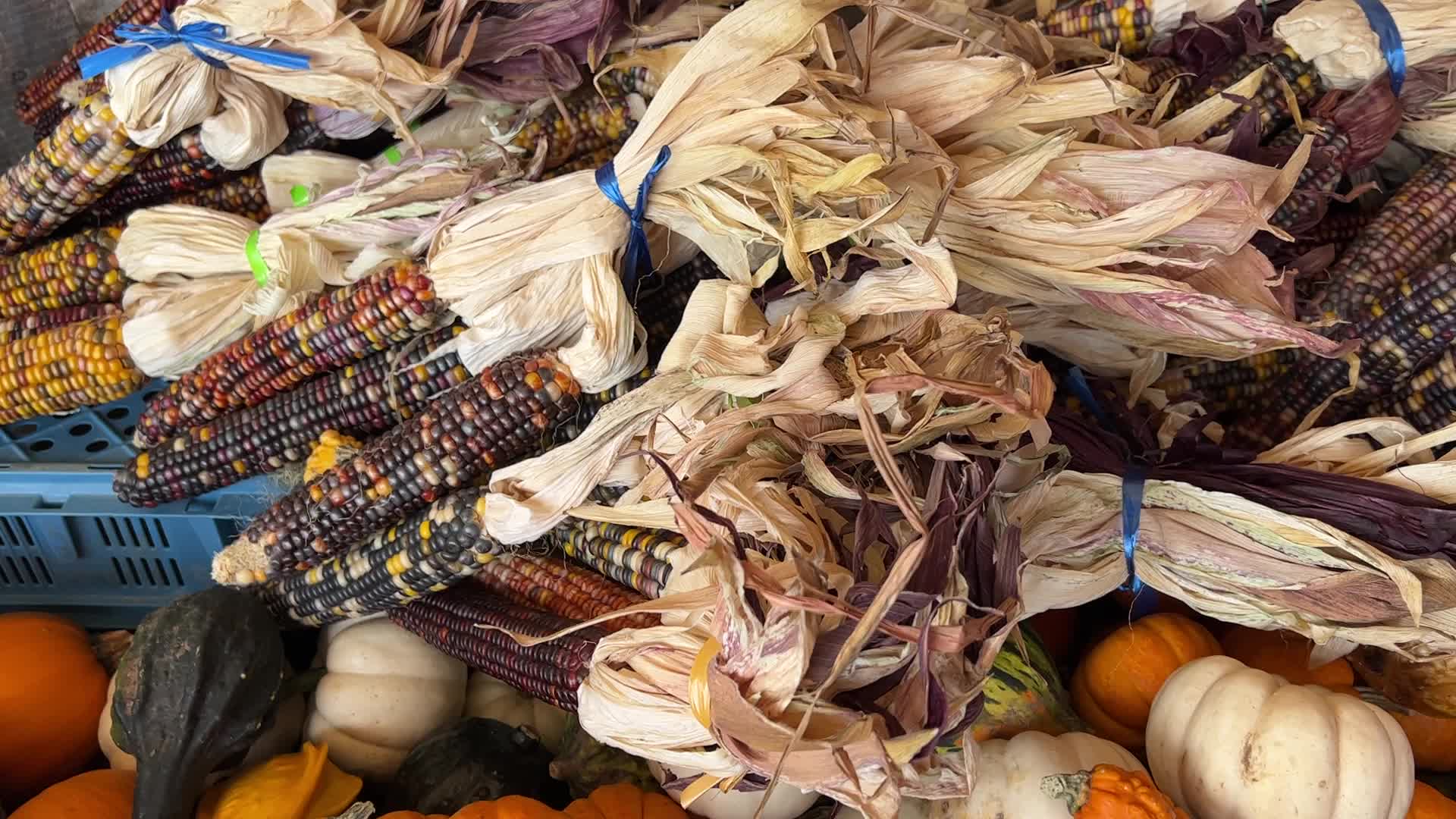 Autumn season in Markham