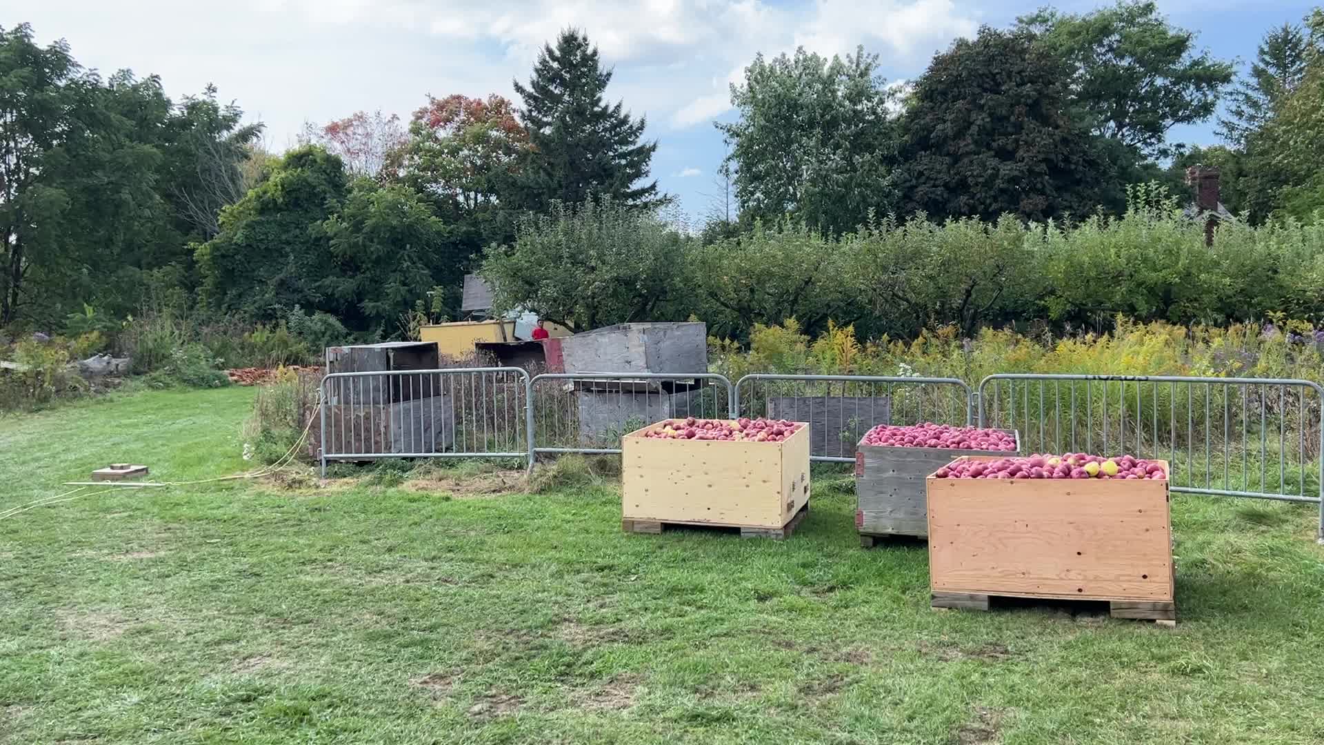 Apple cider production in Canada