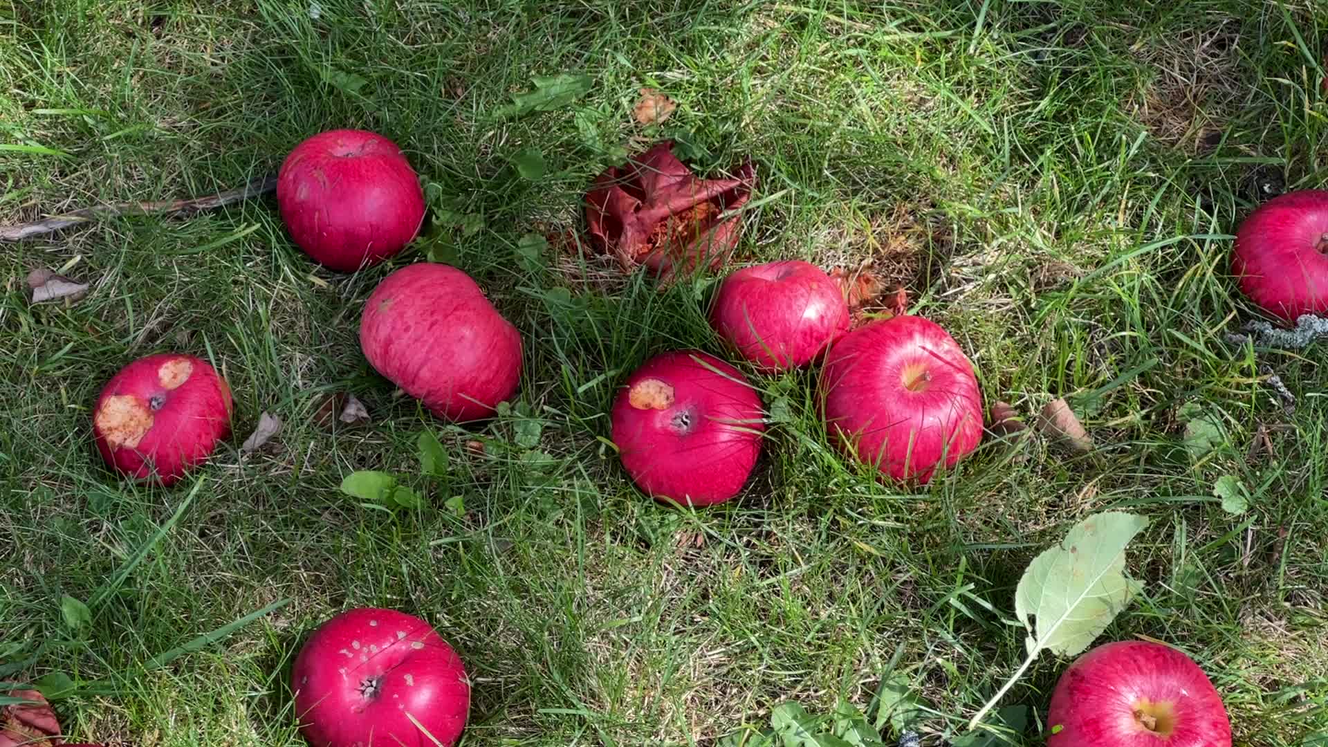 Apple cider production in Canada