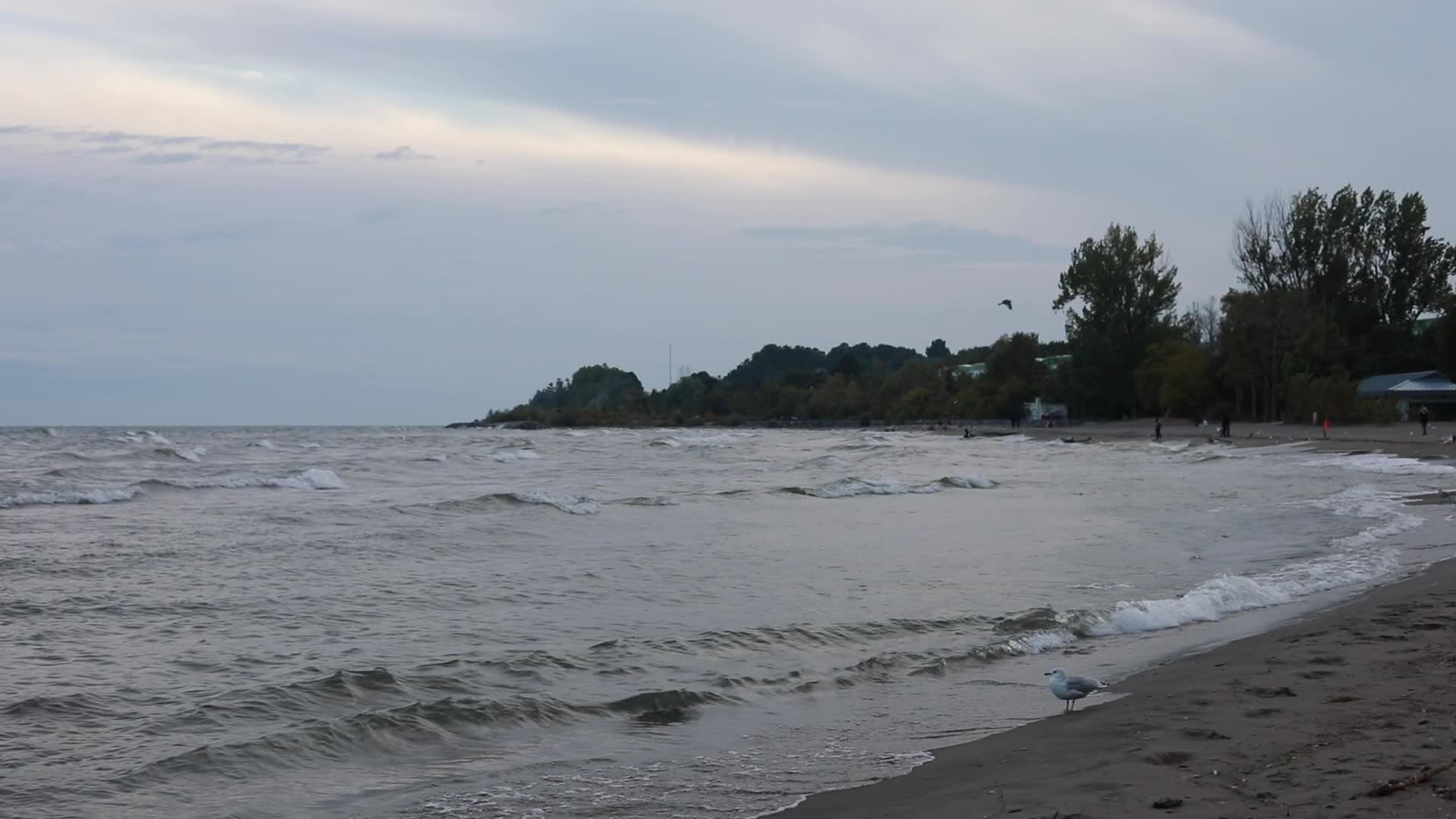 Seagulls in Canada