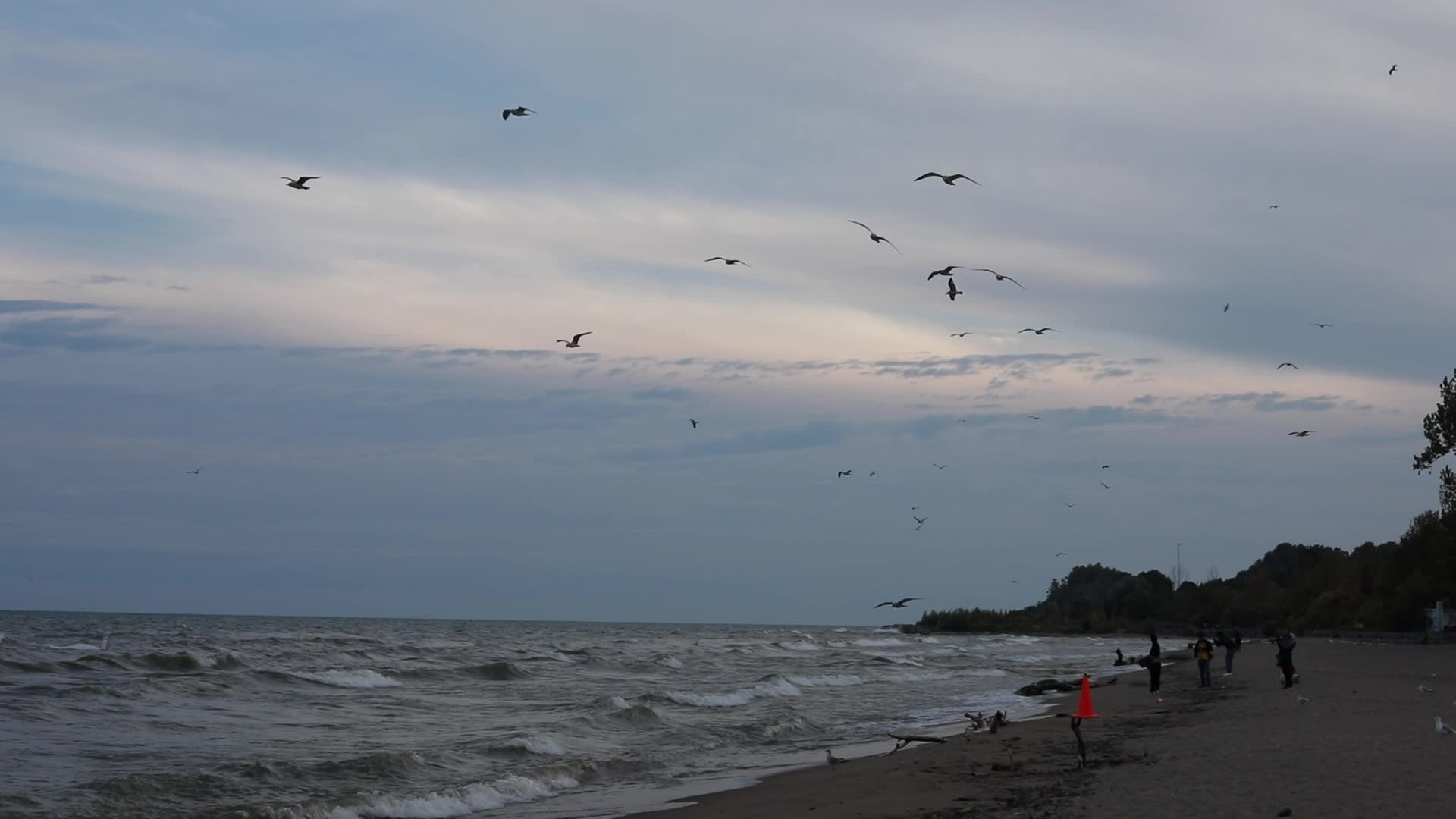 Seagulls in Canada