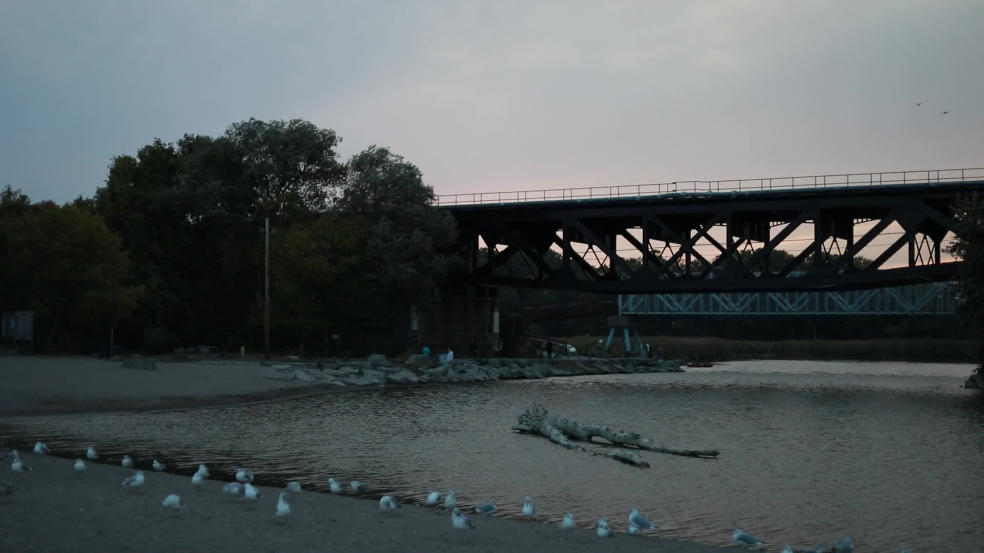 Seagulls in Canada